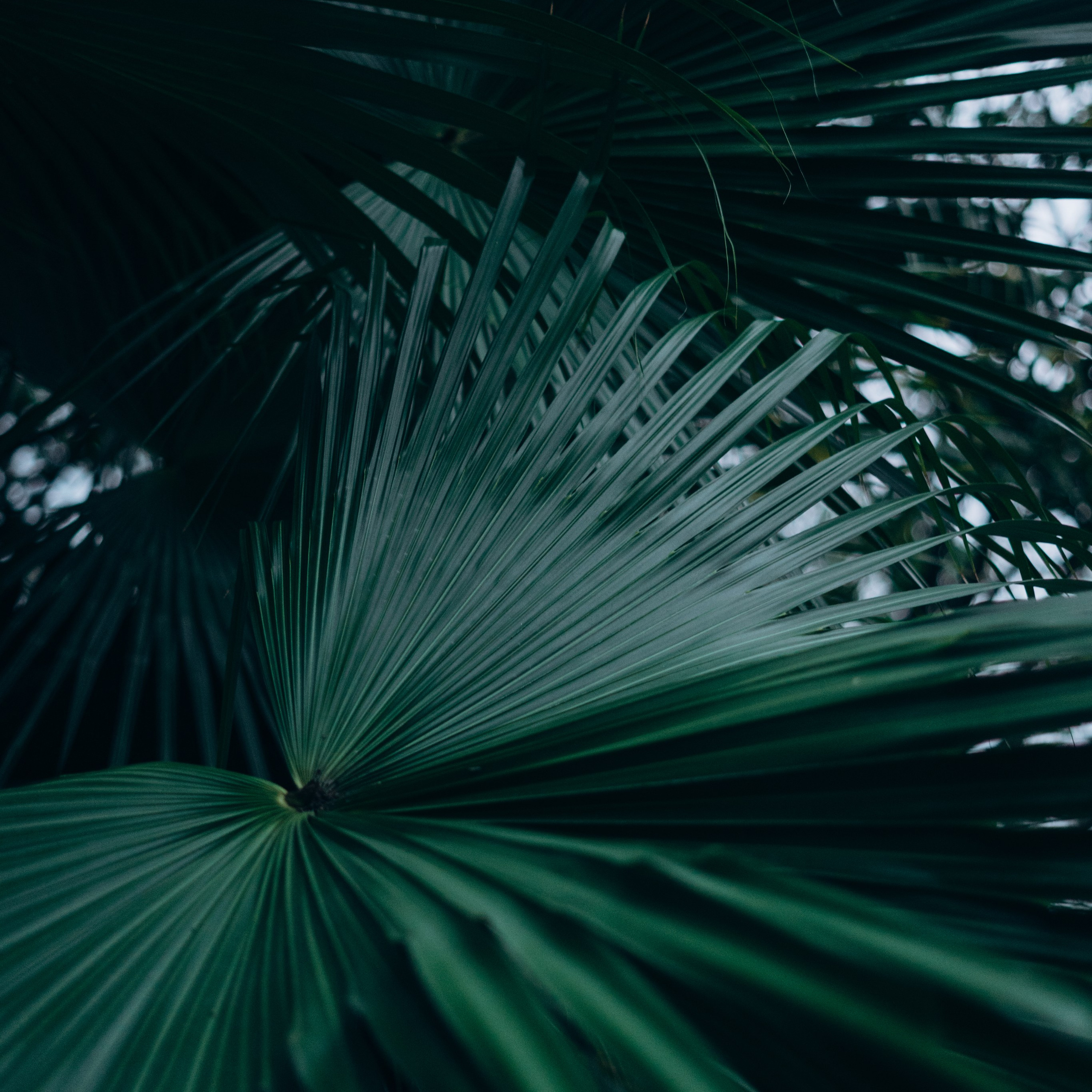 Андрейко Надежда