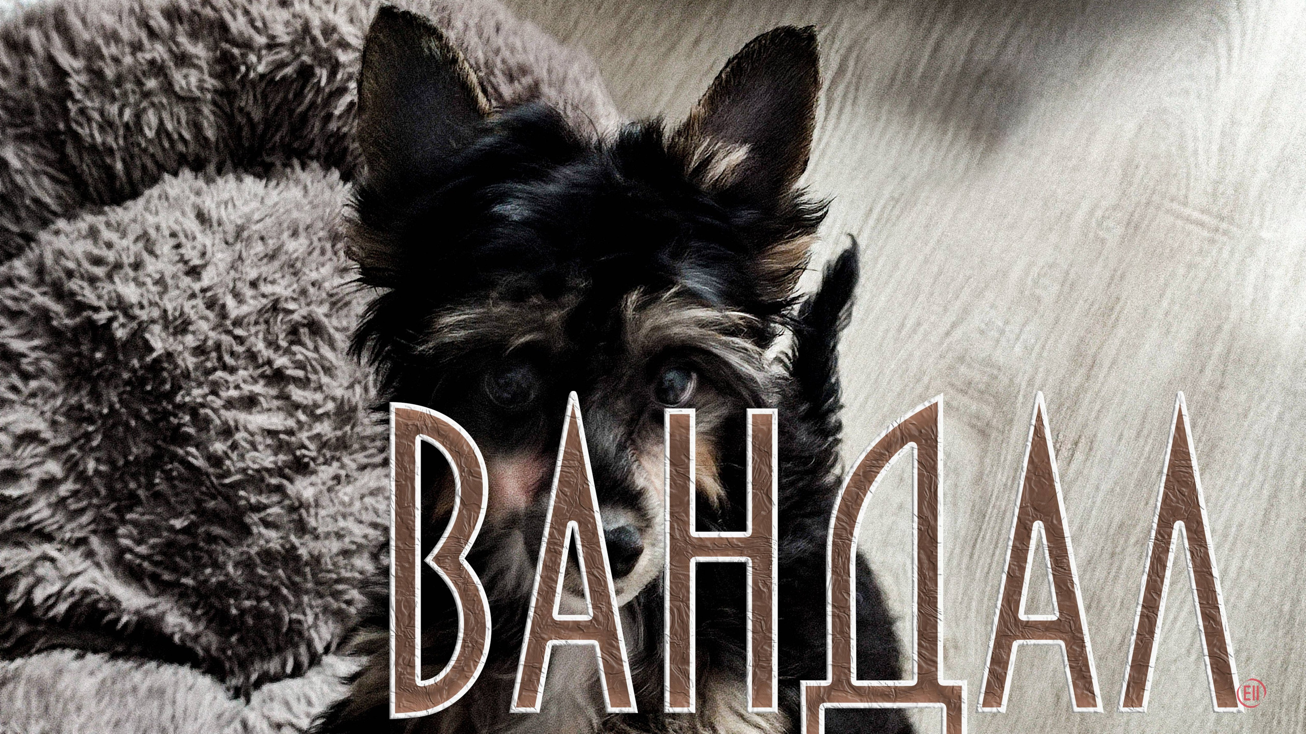 Poale Ell Grace. Chinese Crested Dog Kennel Poale Ell