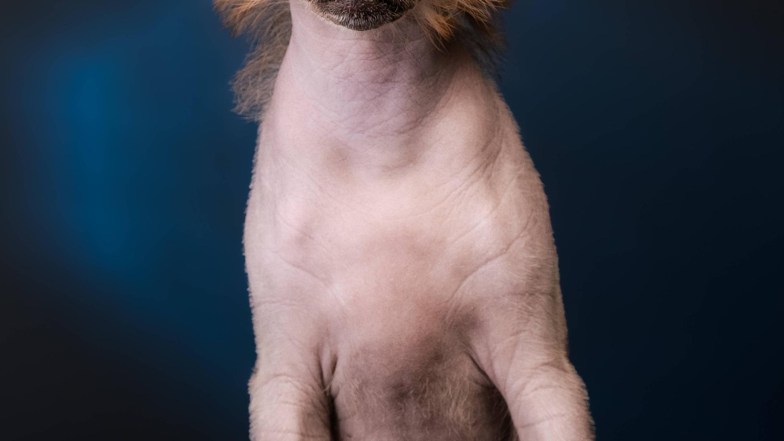 Poale Ell Gloria. Chinese Crested Dog Kennel Poale Ell