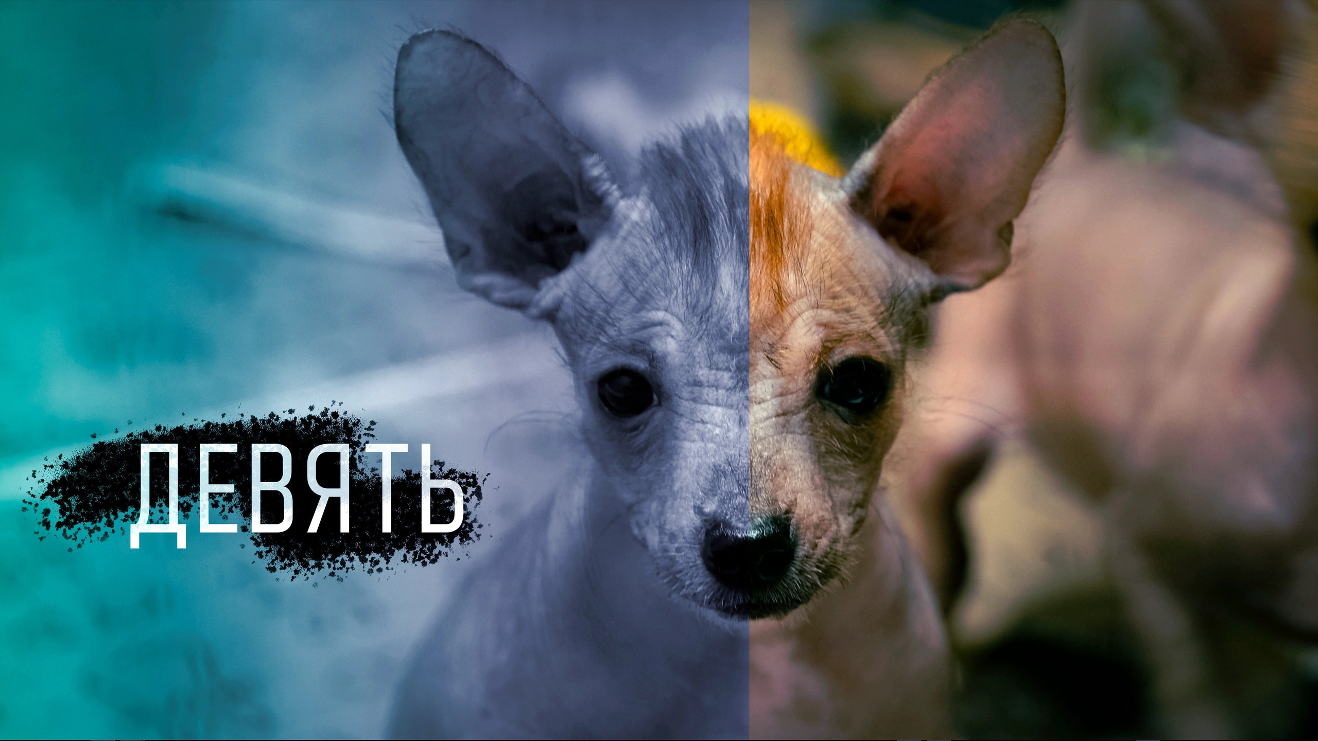 Щенки Помёт Е