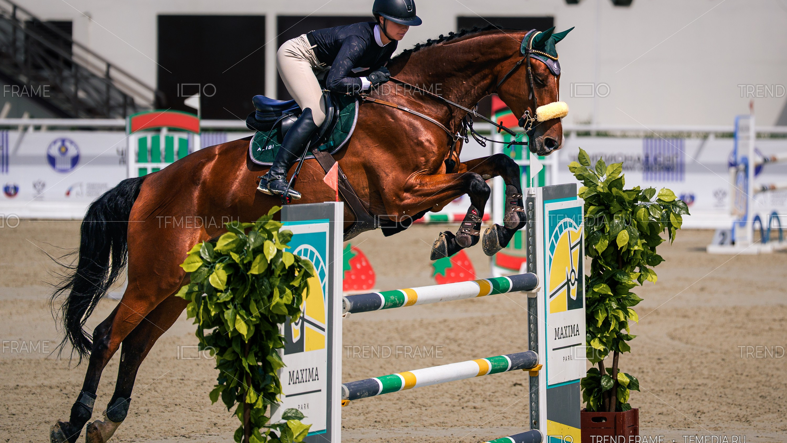 Конкур — прыжок на лошади через барьер, Maxima Park