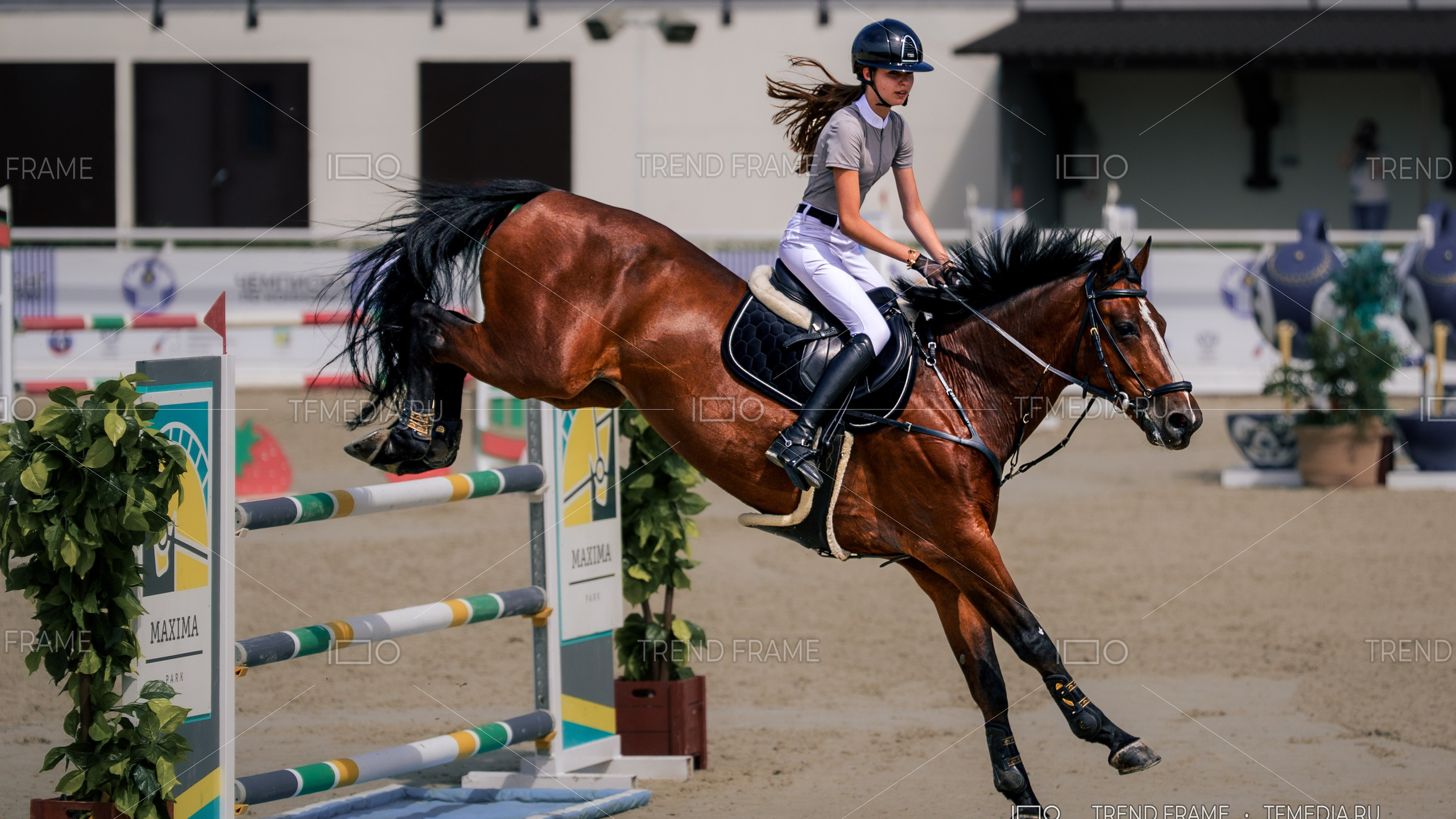 Конкур — конный спорт, лошади конкур, Maxima Park