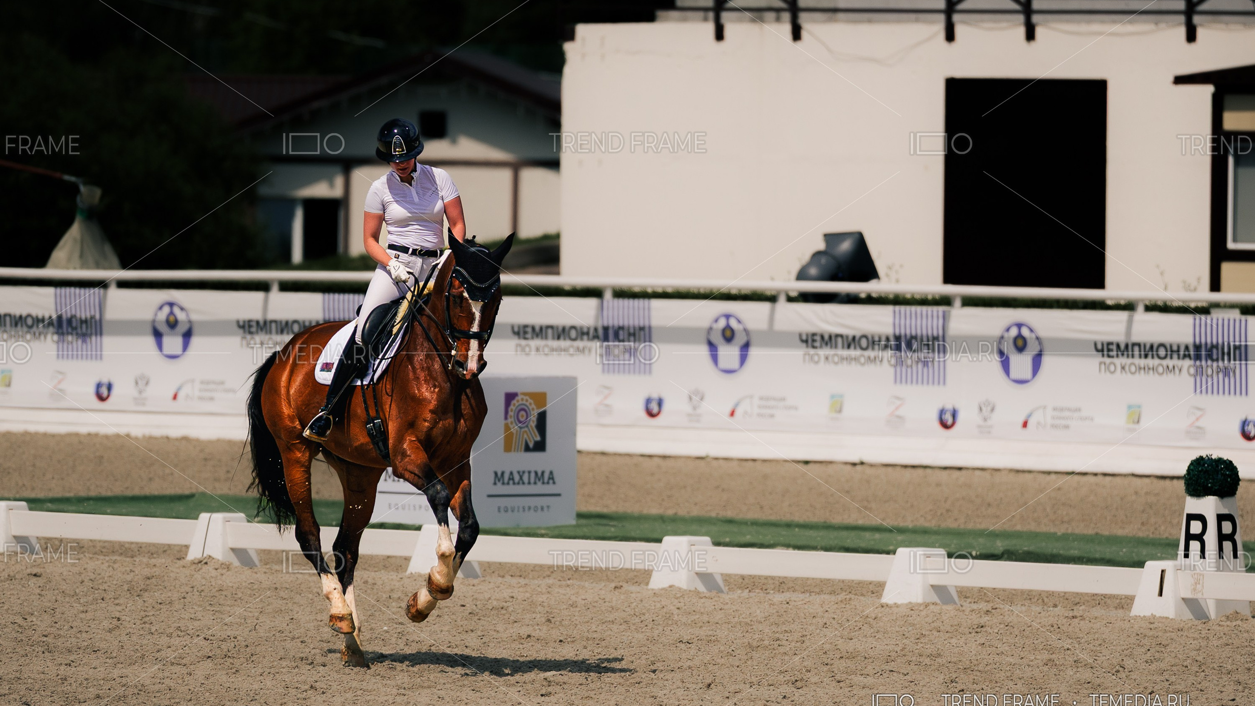 Лошадь выездка — красивые лошади, Maxima Park