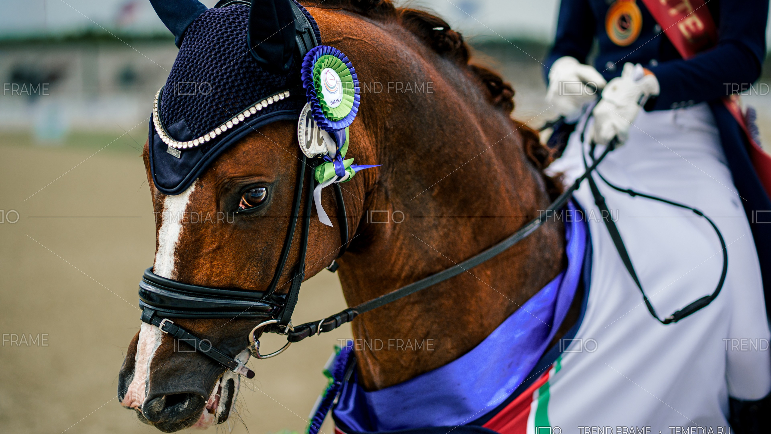 Соревнования по выездке — конный спорт, Maxima Park
