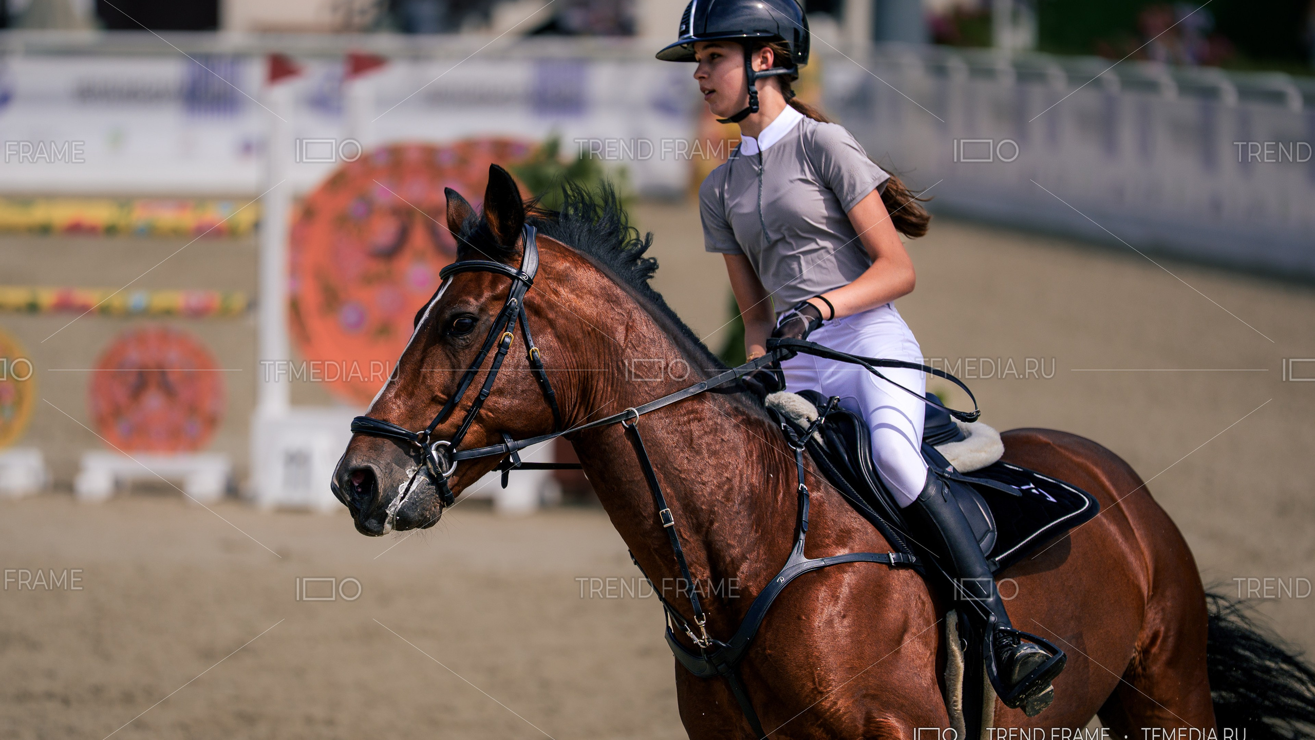 Чемпионат по конкуру — лошадь через барьер, Подмосковье