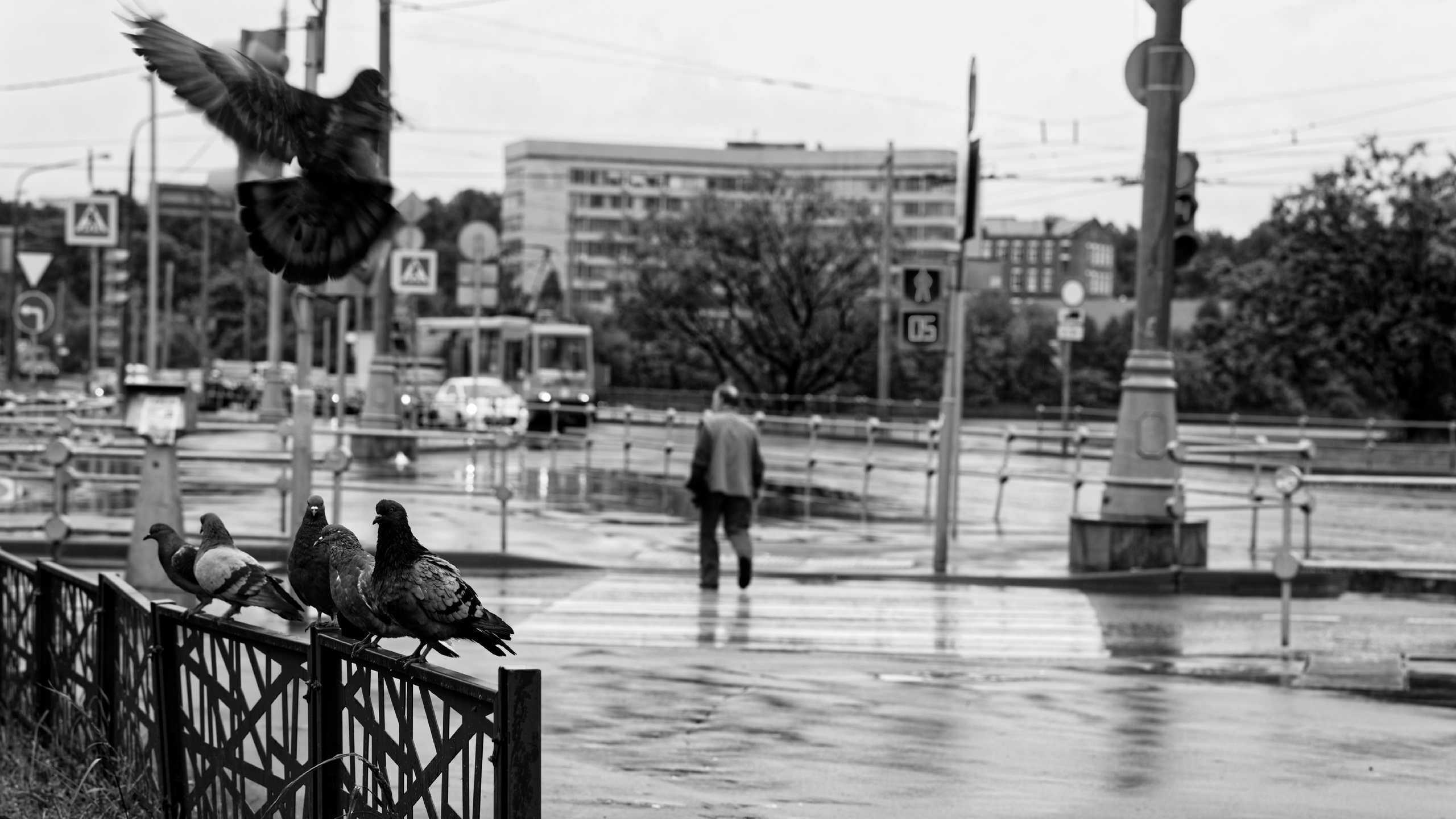 Голуби на ограждении моста, один взлетает, человек переходит улицу на заднем плане, дождливая погода, городской трамвай