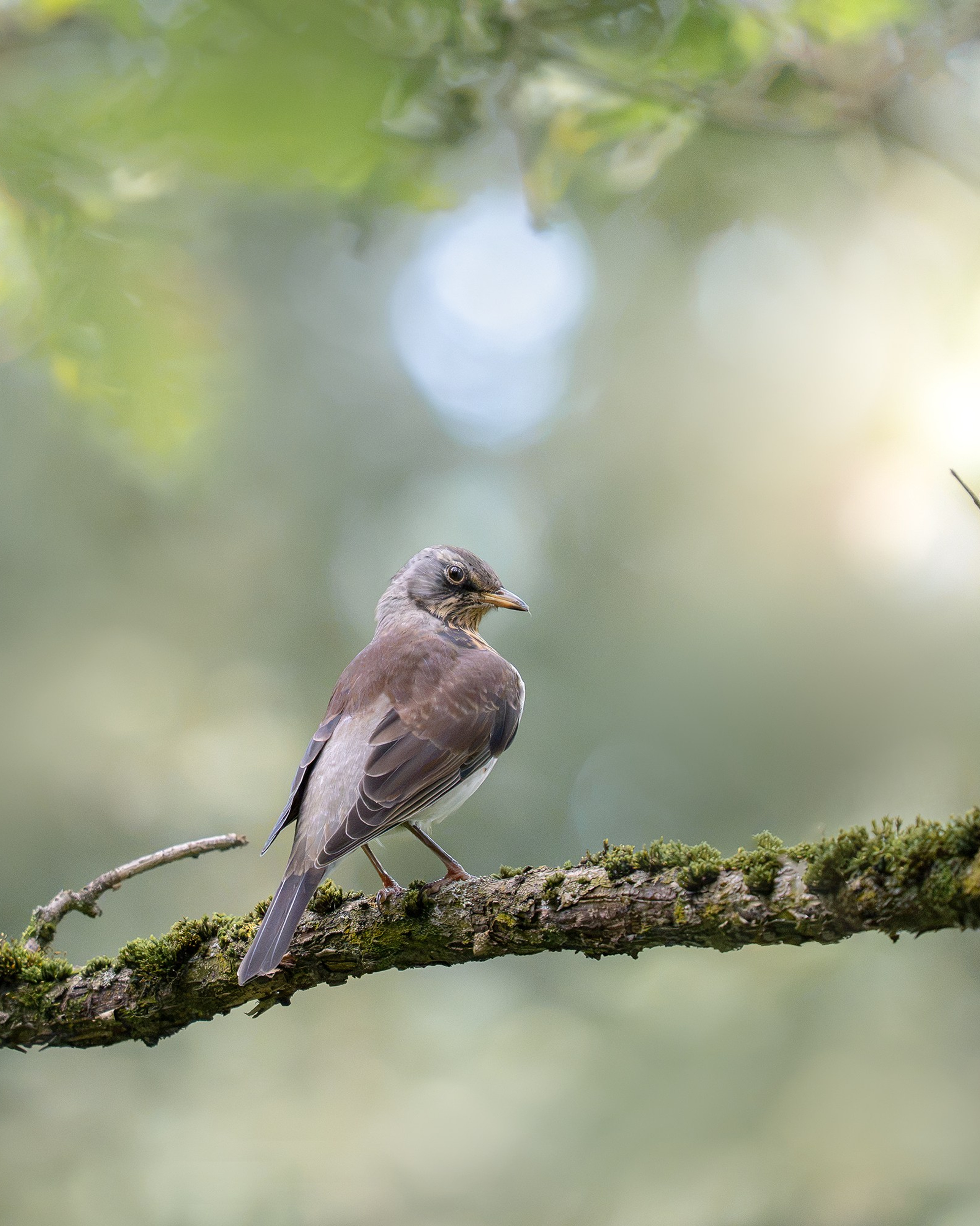 Рябинник (лат.Turdus pilaris)