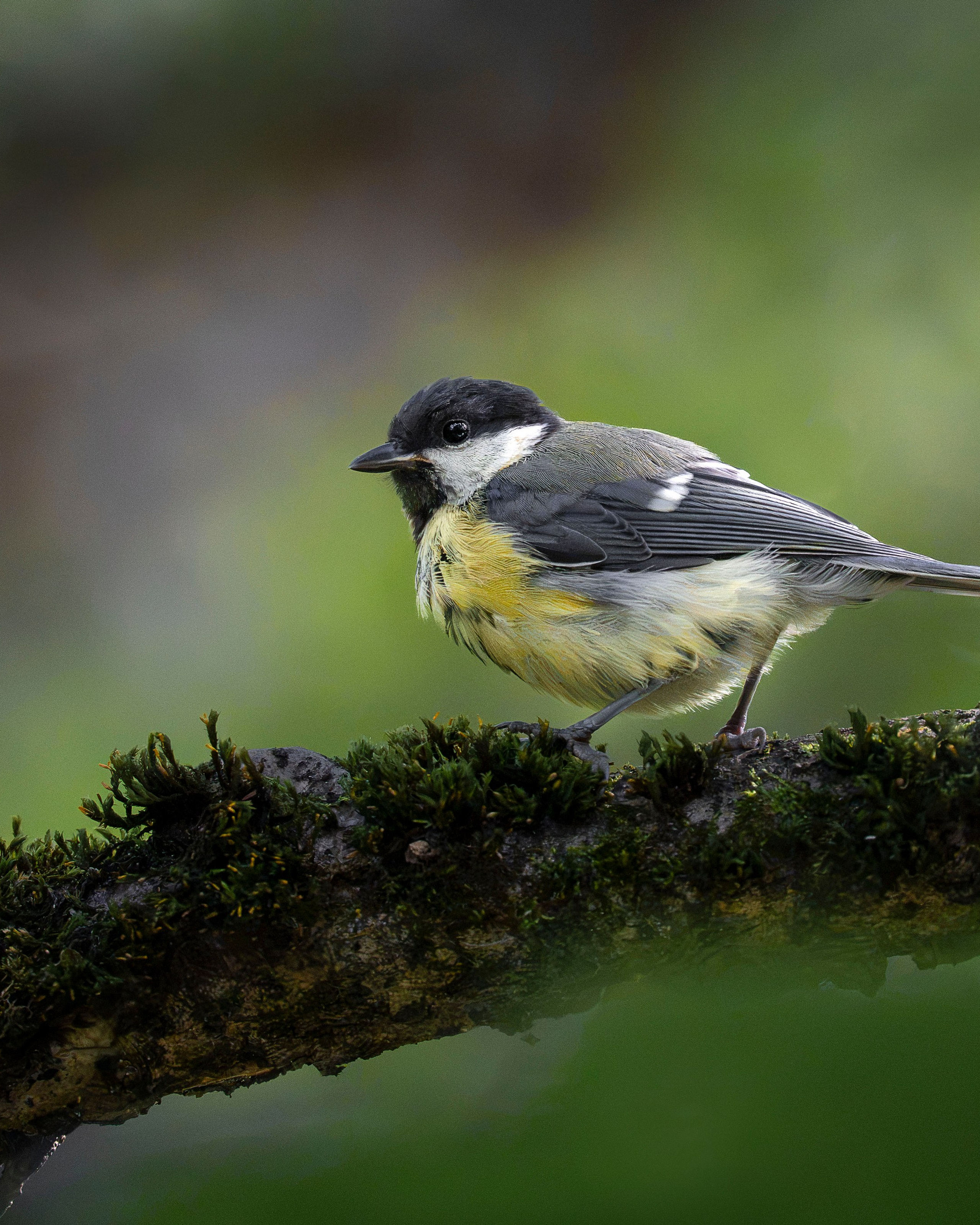 Большая синица (лат. Parus major)