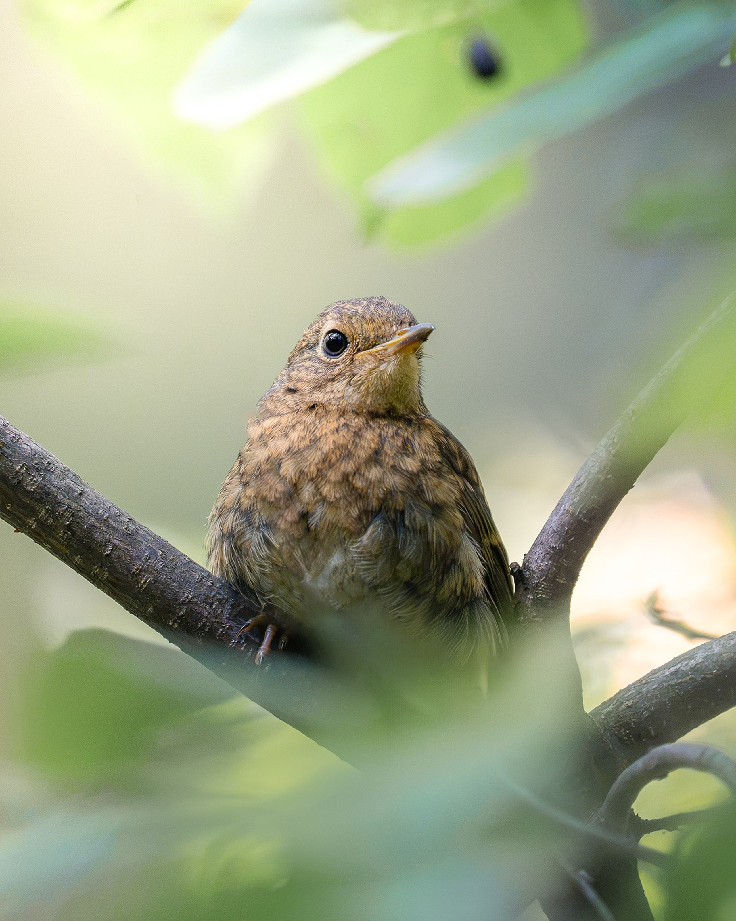 Зарянка (лат. Erithacus rubecula)