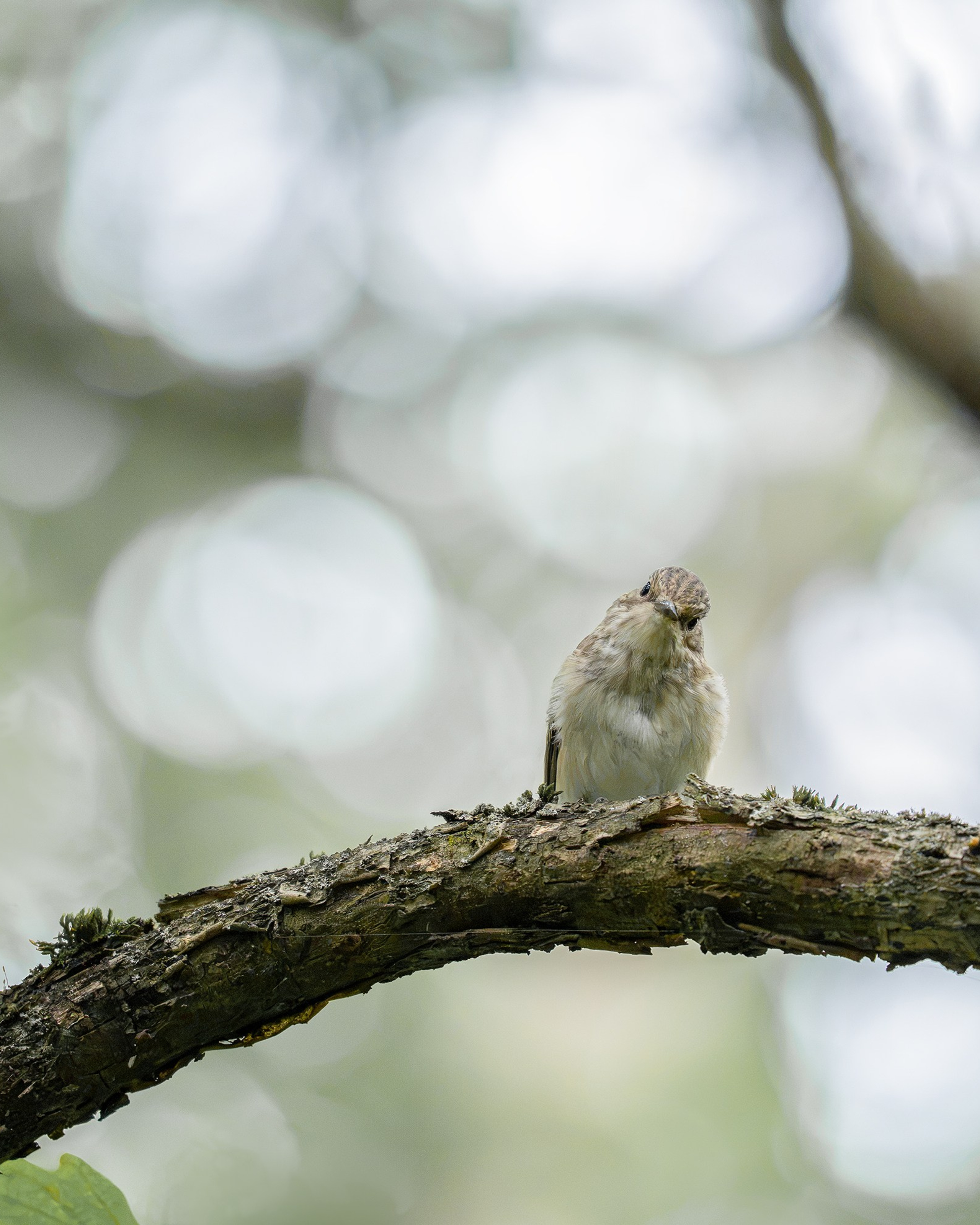 Серая мухоловка (лат. Muscicapa striata)