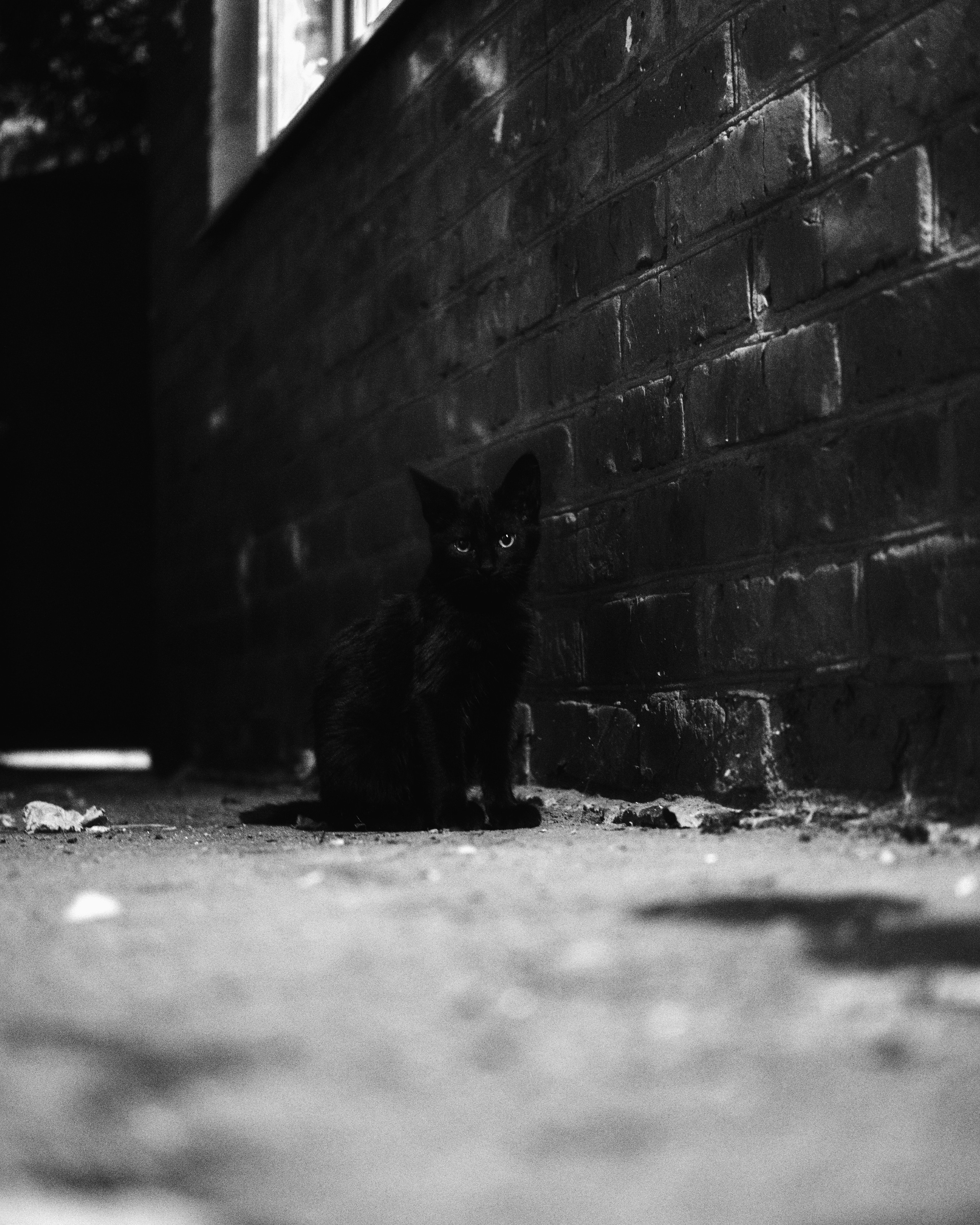 Коты и Кошки