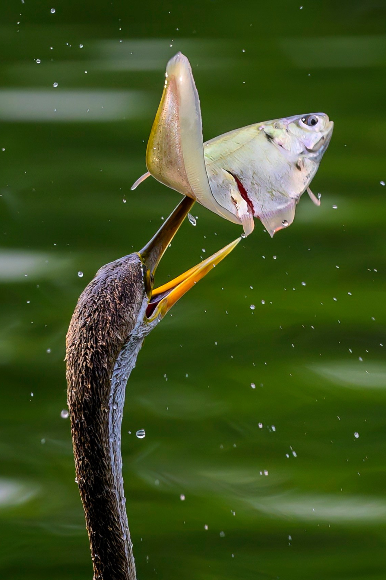 Раджастан, Индия