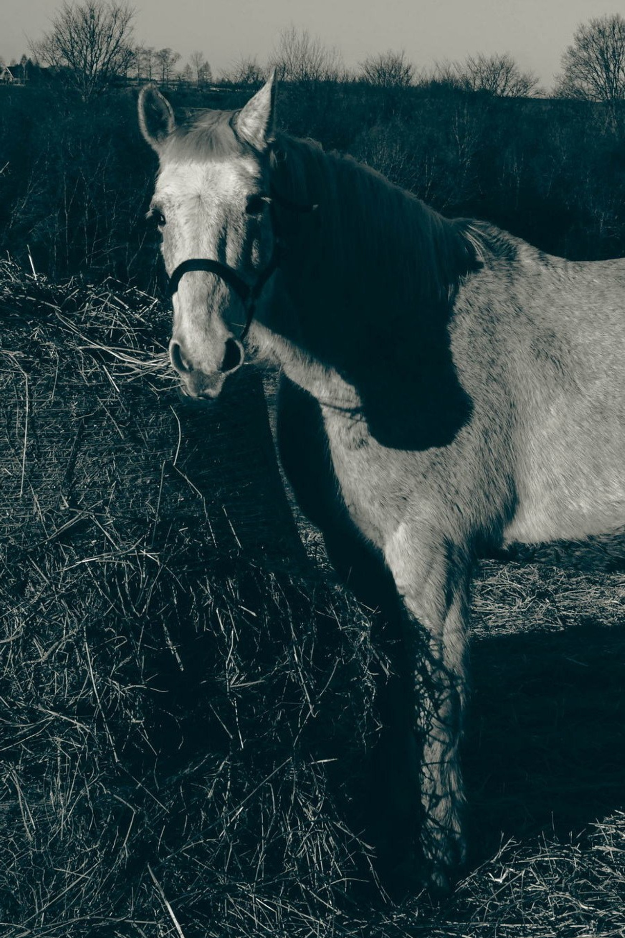 Федор Ратчин — фотограф