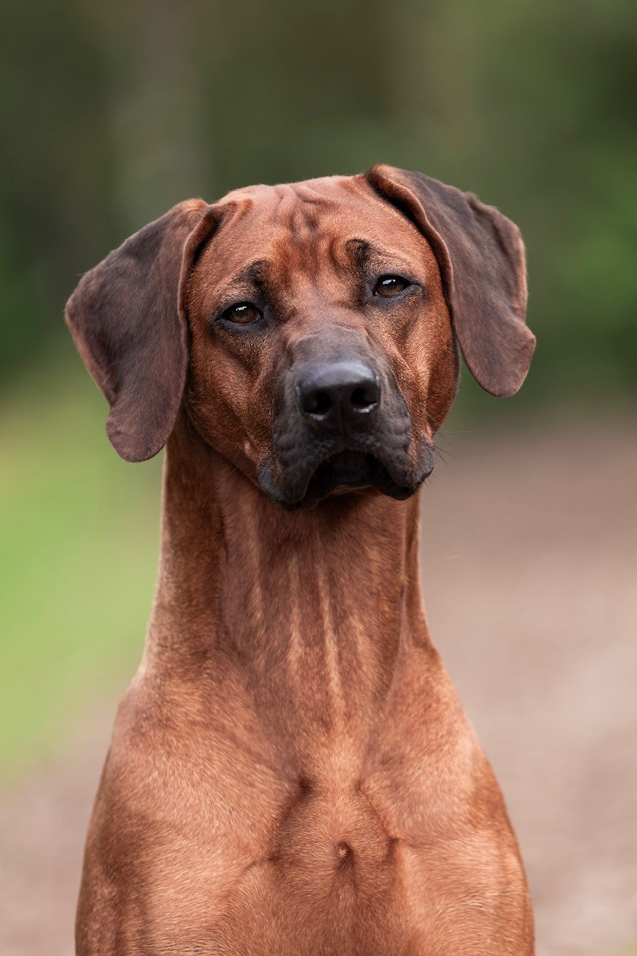News. Родезийские Риджбеки в Санкт-Петербурге