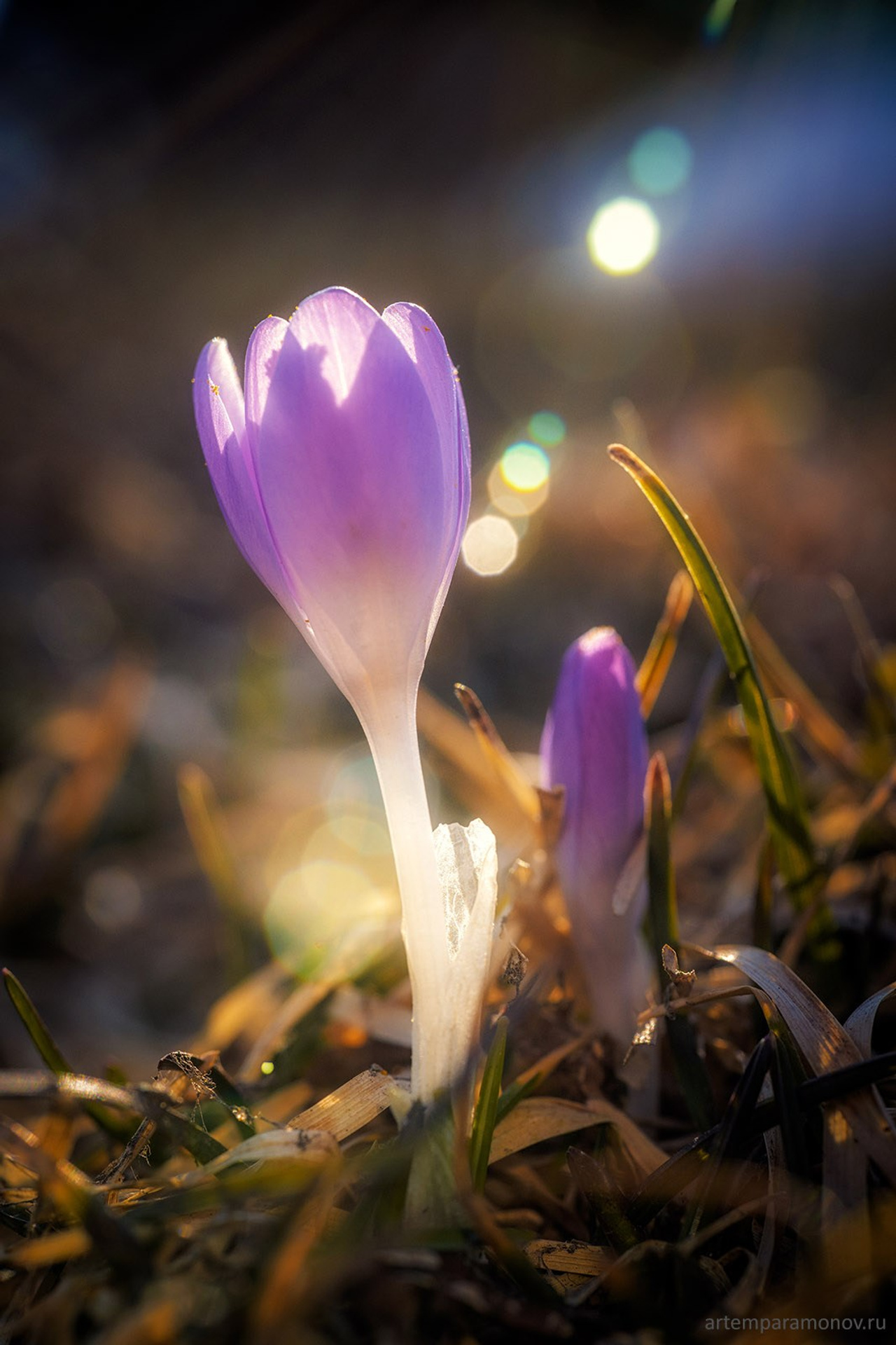 Анастасов монастырь. Фотохудожник Артём Парамонов
