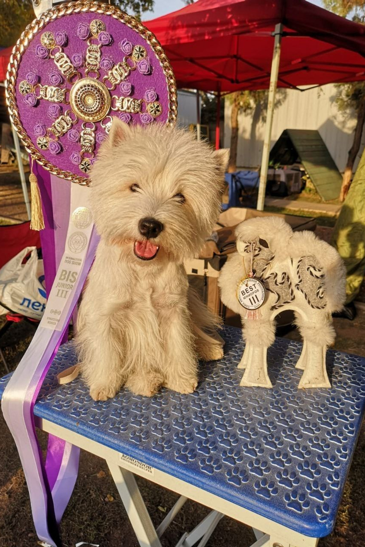 Липецк — Выставка собак 3 группы FCI + speciality. Питомник собак породы вест хайленд вайт терьер в Москве