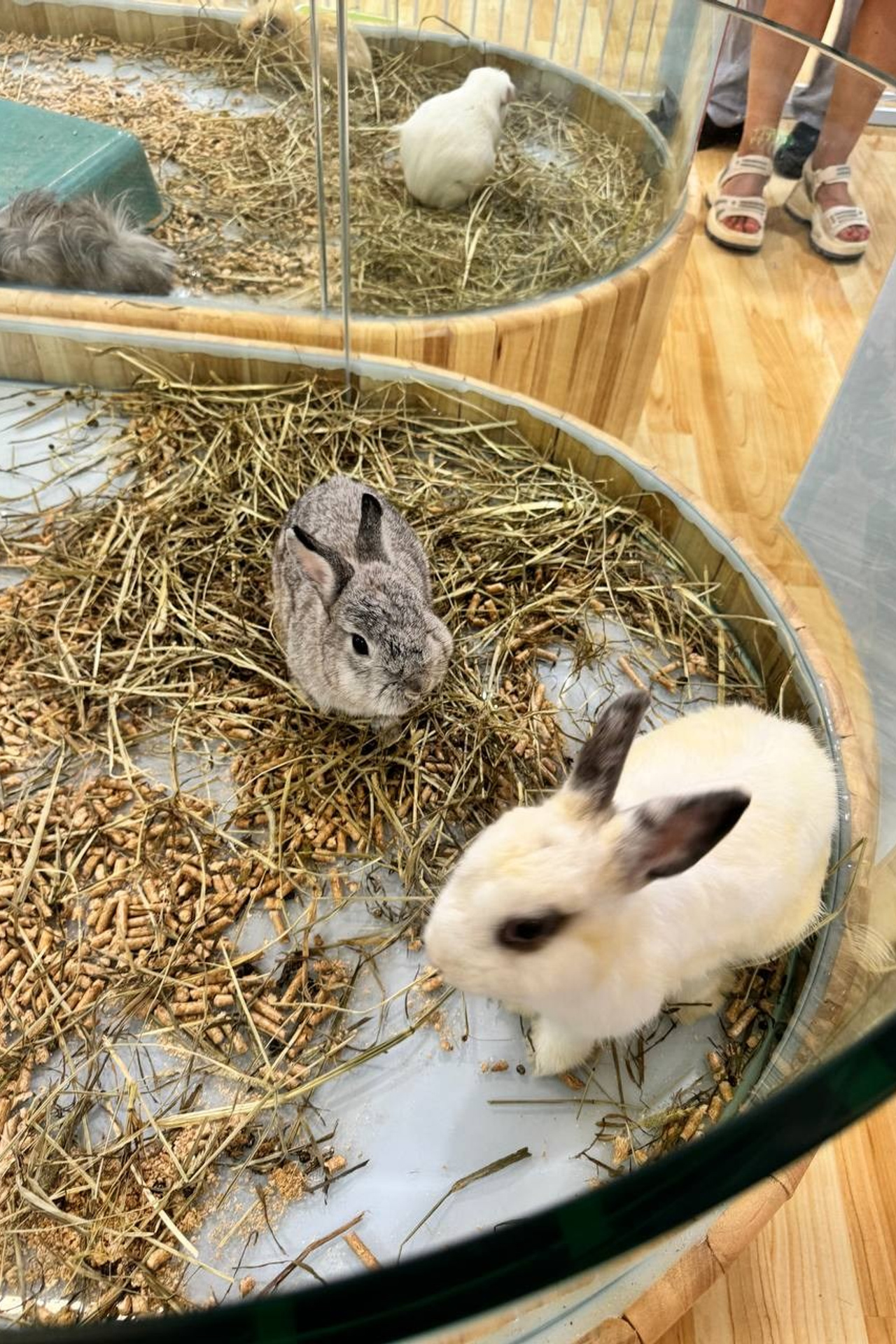 Hualuxe Resort Yalong Bay Sanya 5*. Турагенство Амалфи Тур