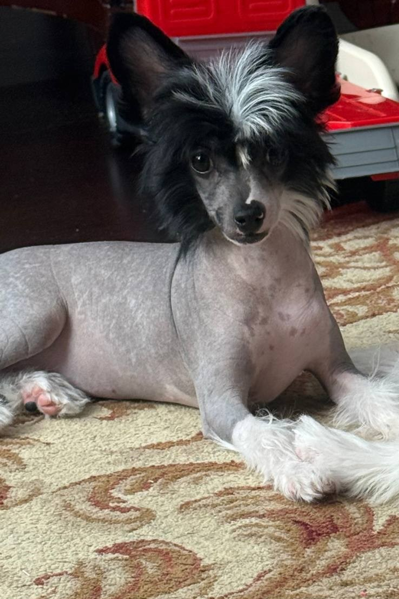 IDS REGGIO EMILIA ITALY. Люкс и Нелли. Питомник китайских хохлатых собак Poale Ell: купить щенка в питомнике