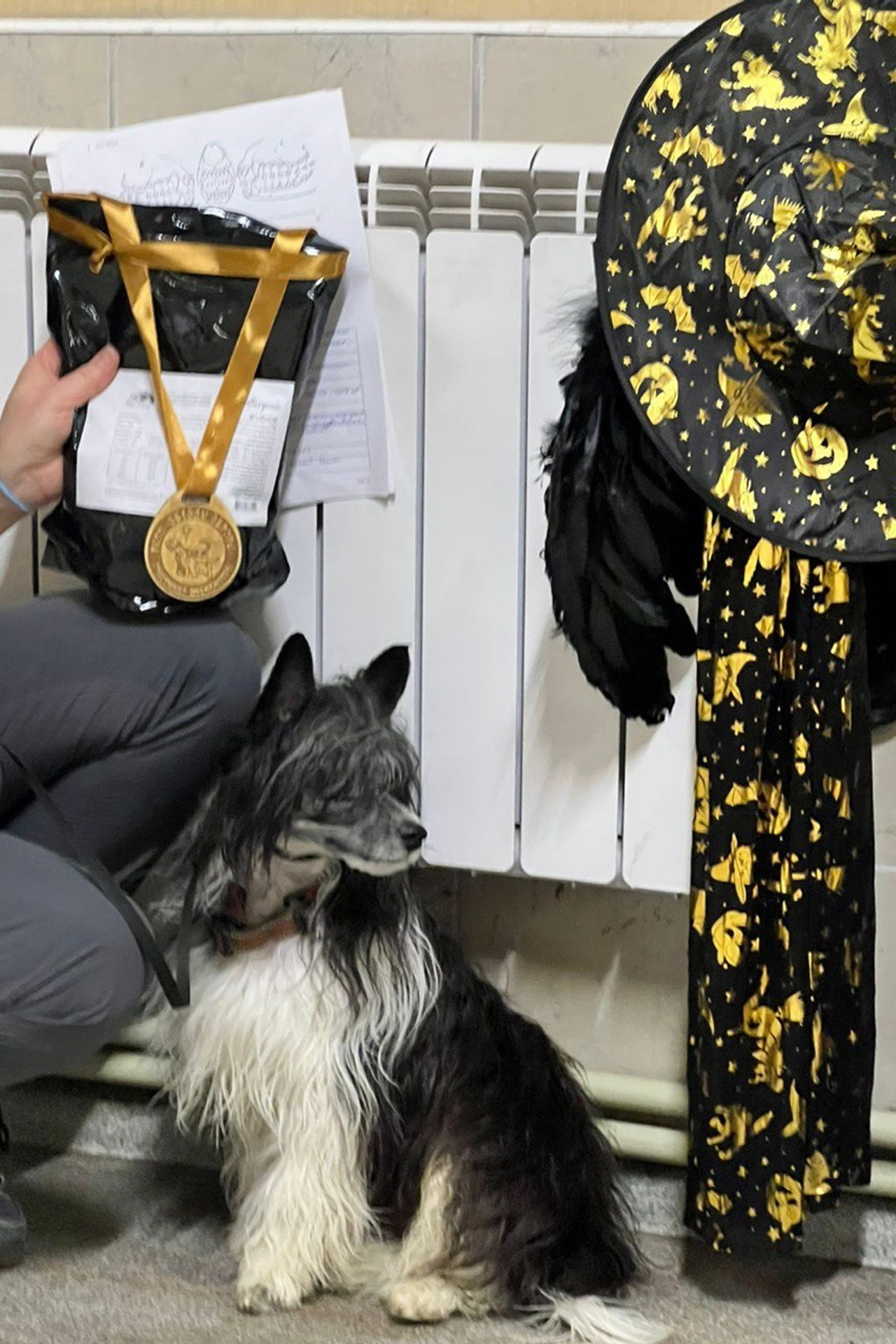 Emma, first time in the park. Poale Ell Chinese Crested Dog Kennel: Buy a puppy from the kennel