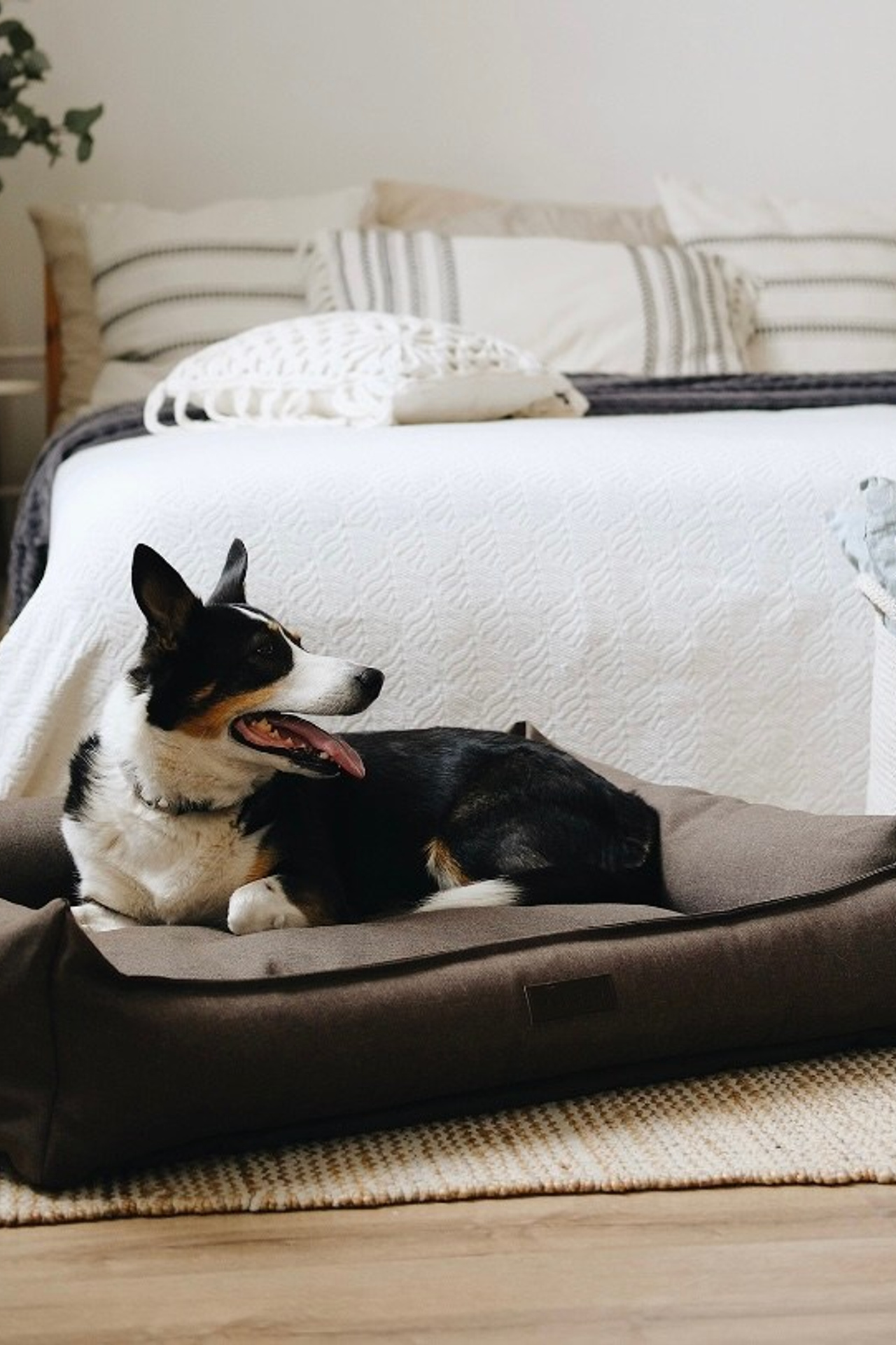 Профессиональная съемка лежанок с уникальными дизайнами