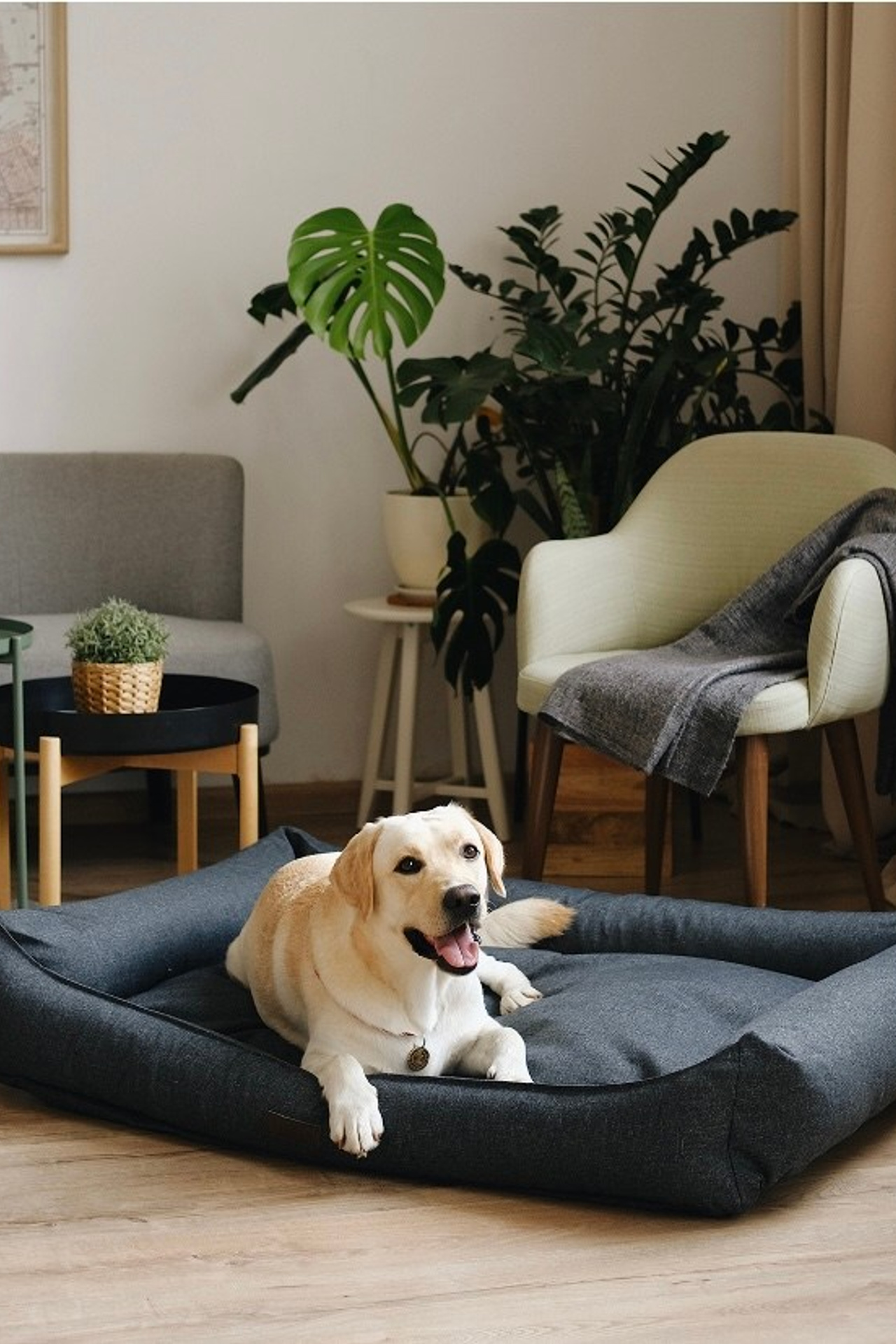 Креативная предметная съемка лежанок для животных