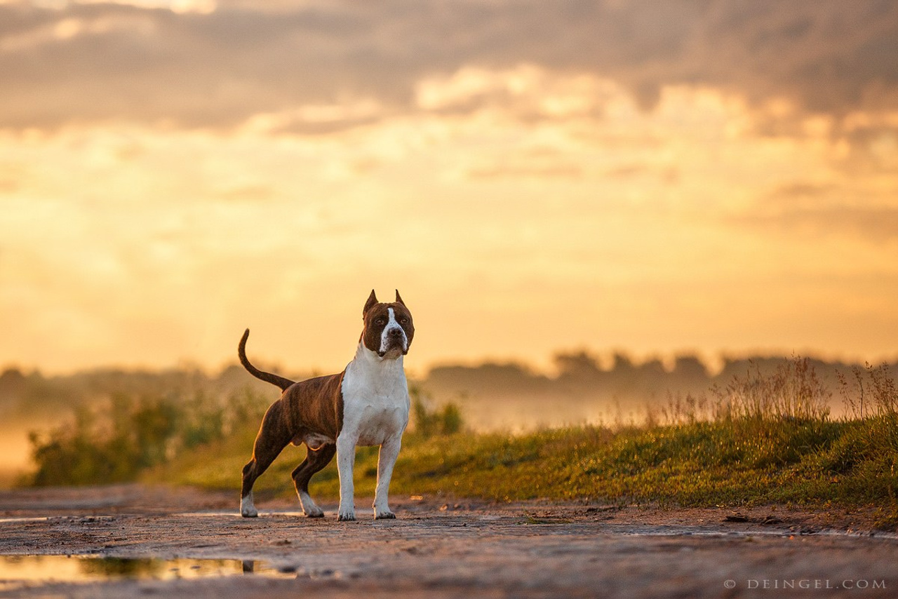 АСТ Федя, Пако и Ника