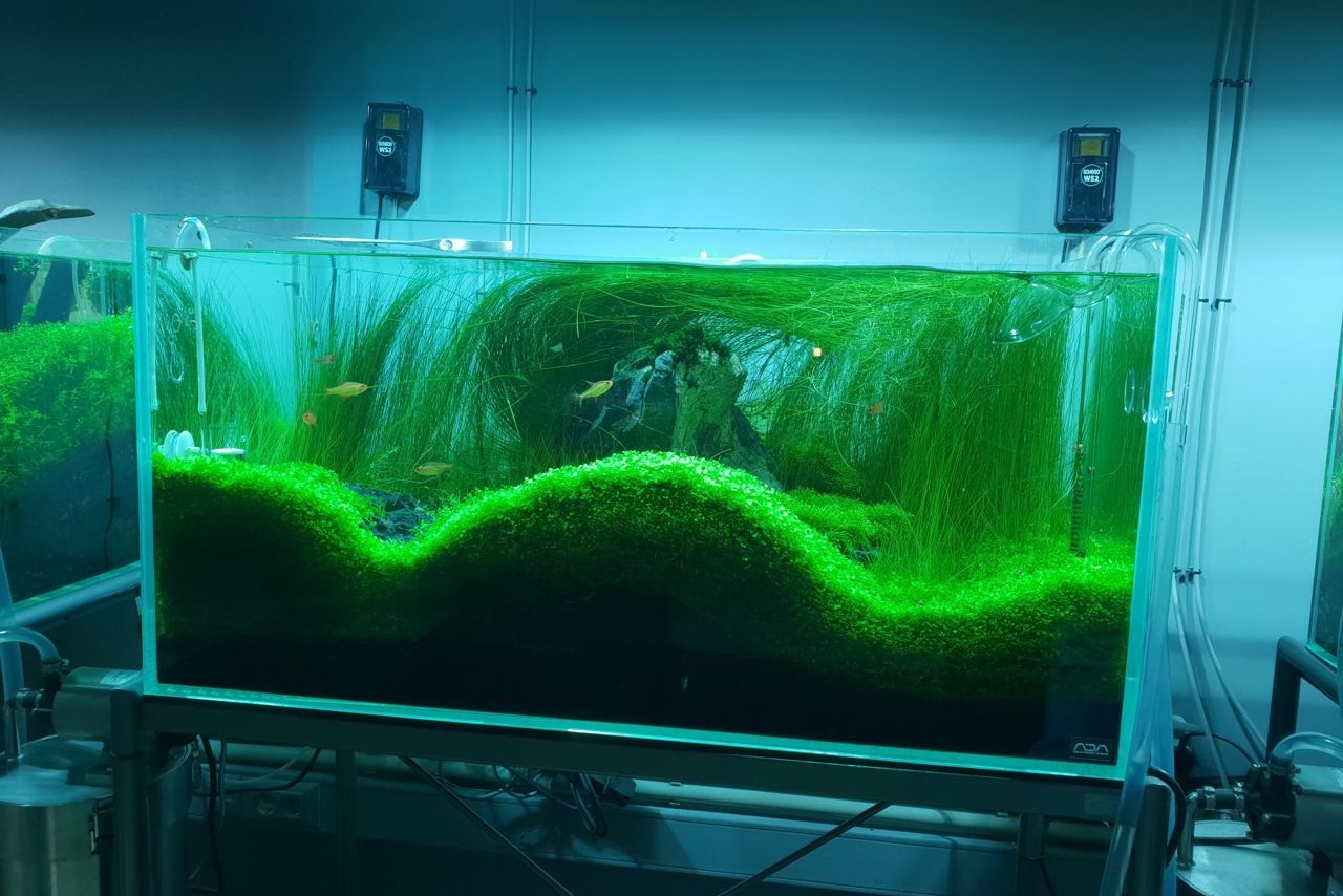 Aquarium for nano fishes or bettas. Home