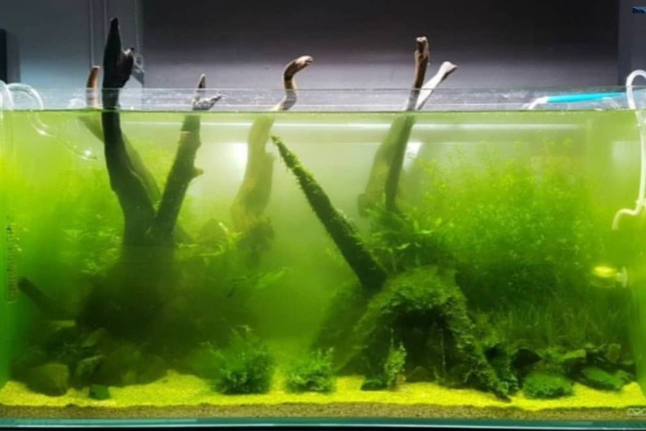 Aquarium for nano fishes or bettas. Home
