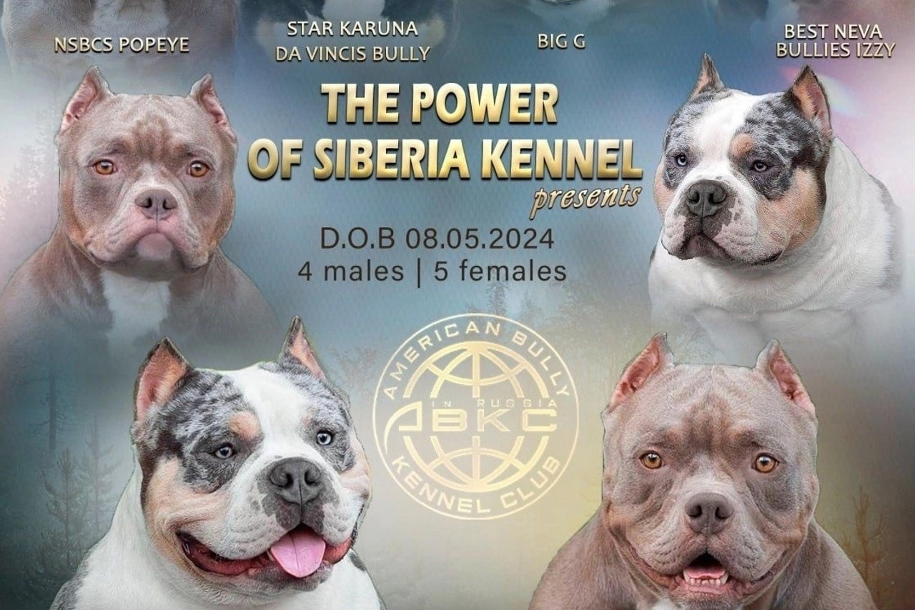 Щенки от Каспера и Асти. Американский Булли в г. Ростов-на-Дону. Питомник THE POWER OF SIBERIA