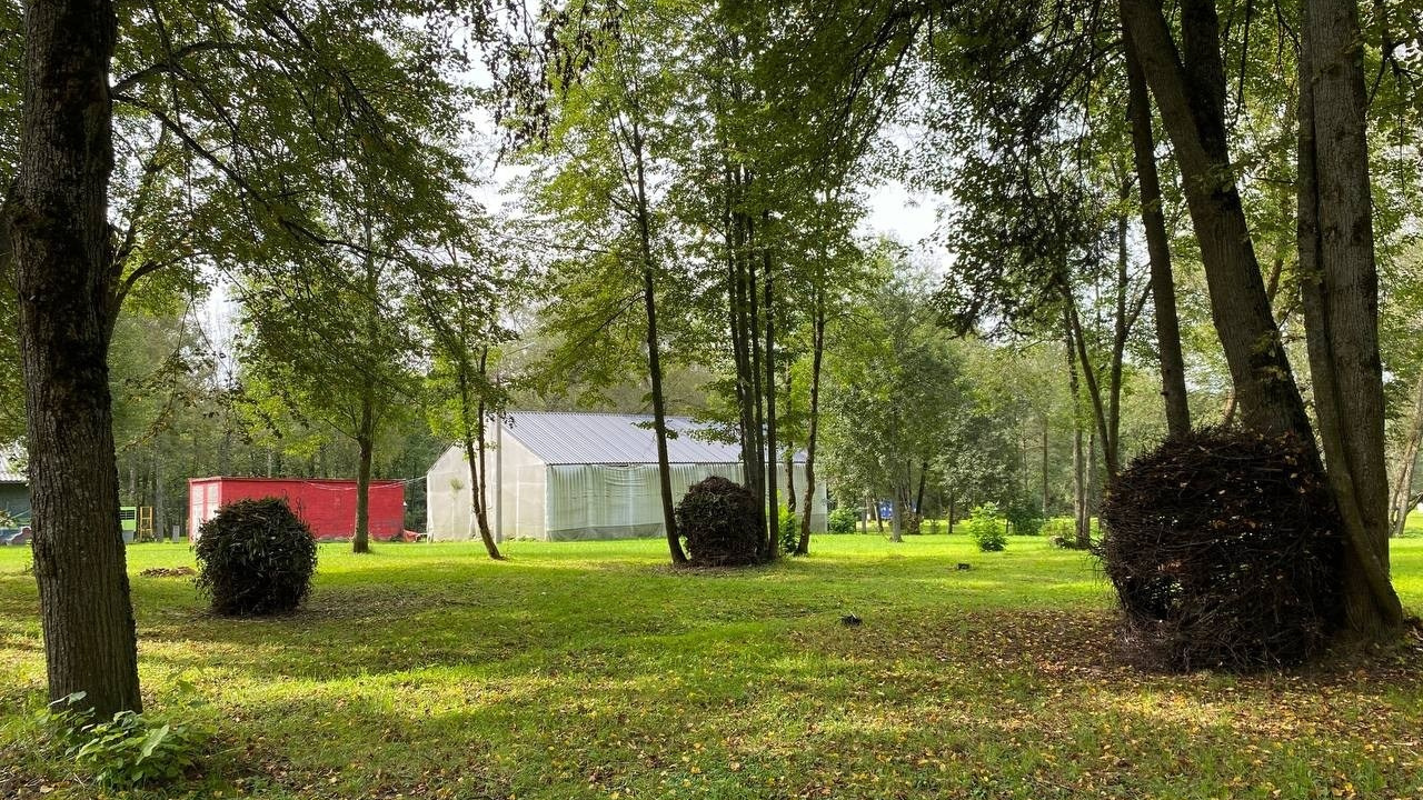 Парк Шиньонов. Лилия Ким. Междисциплинарный художник