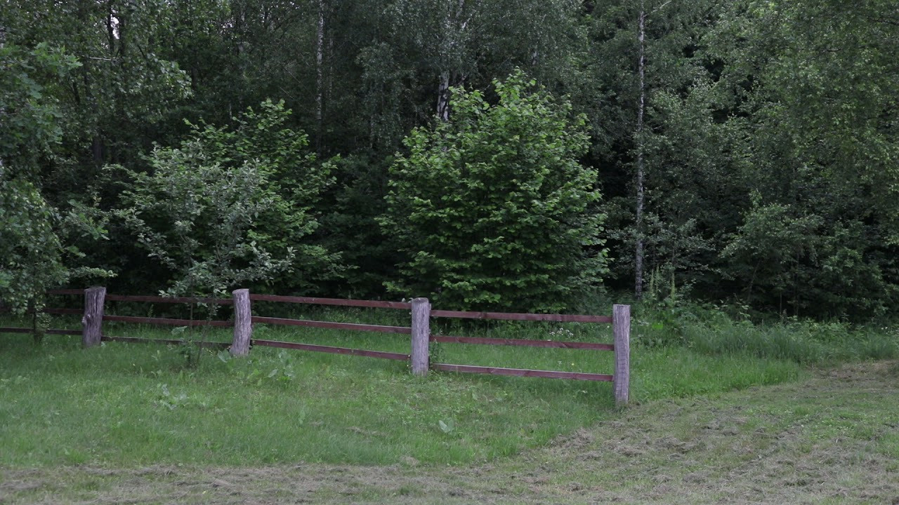 Unprecedented forest. Надежда Крылова портретный фотограф документальный Санкт-Петербург