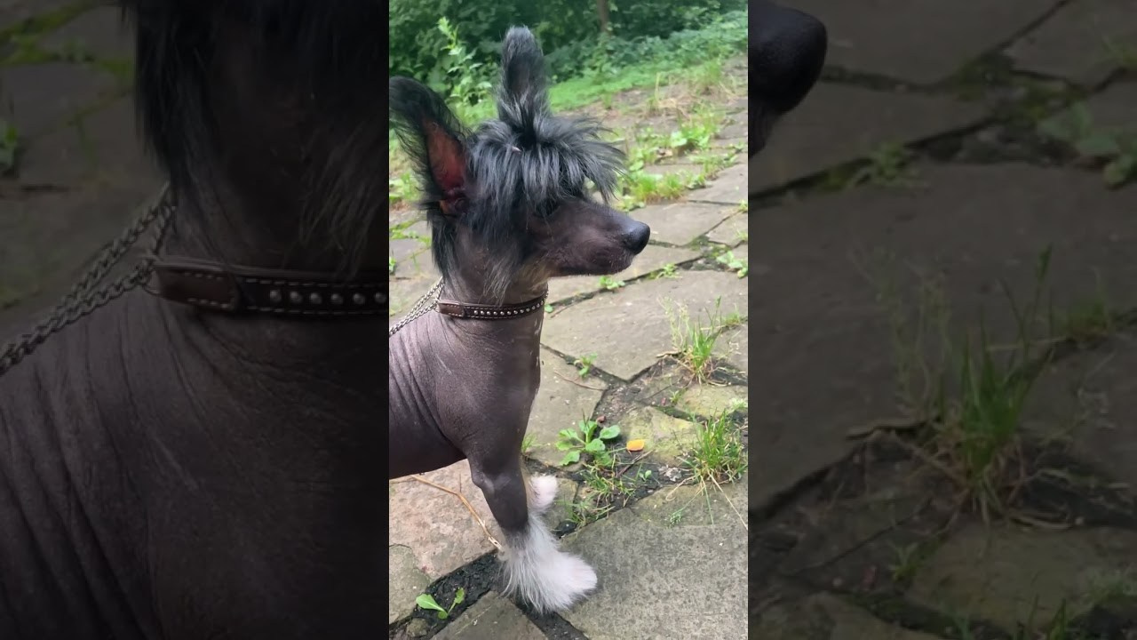 Poale Ell Vik. Chinese Crested Dog Kennel Poale Ell