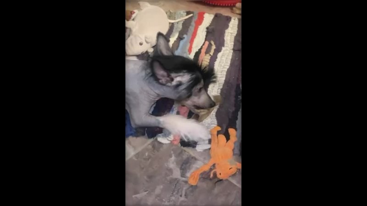 Poale Ell Vik. Chinese Crested Dog Kennel Poale Ell