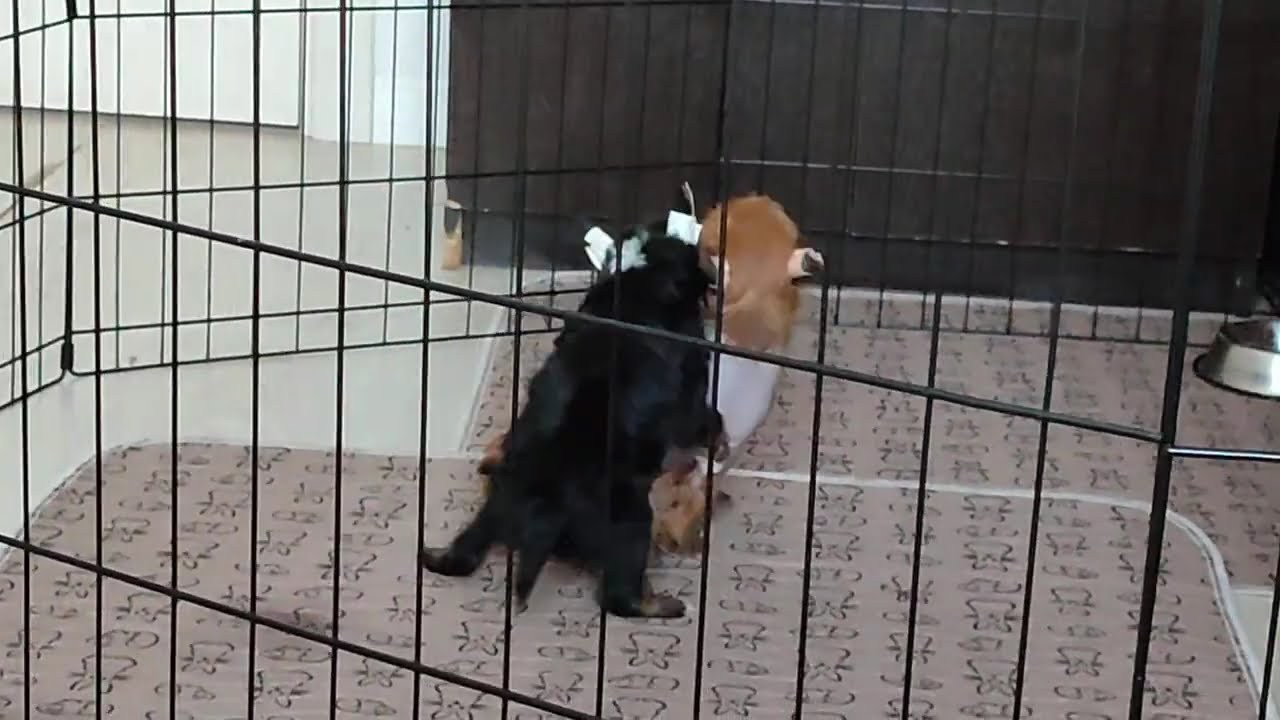 Poale Ell Grace. Chinese Crested Dog Kennel Poale Ell