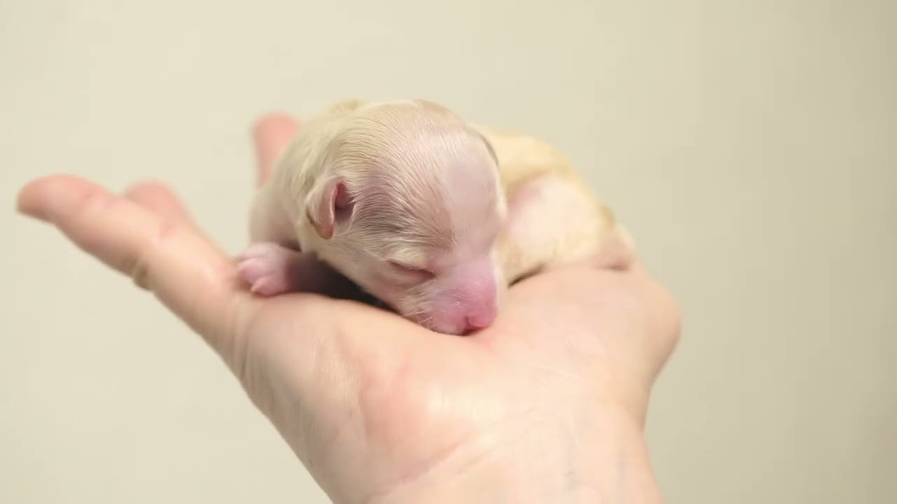 Помёт E | 20.07.2026. Poale Ell Chinese Crested Dog Kennel: Buy a puppy from the kennel