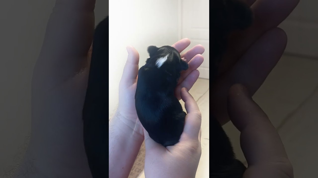 Помёт G. Питомник китайских хохлатых собак Poale Ell: купить щенка