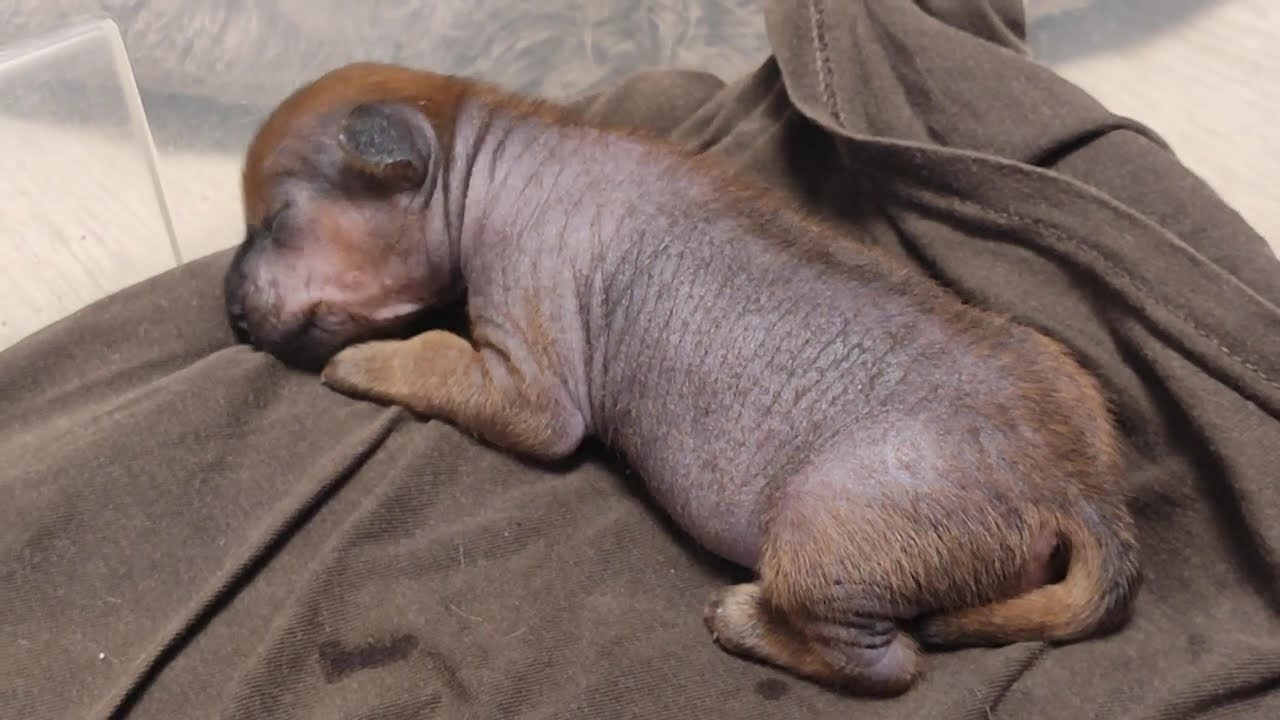 Помёт G. Питомник китайских хохлатых собак Poale Ell: купить щенка