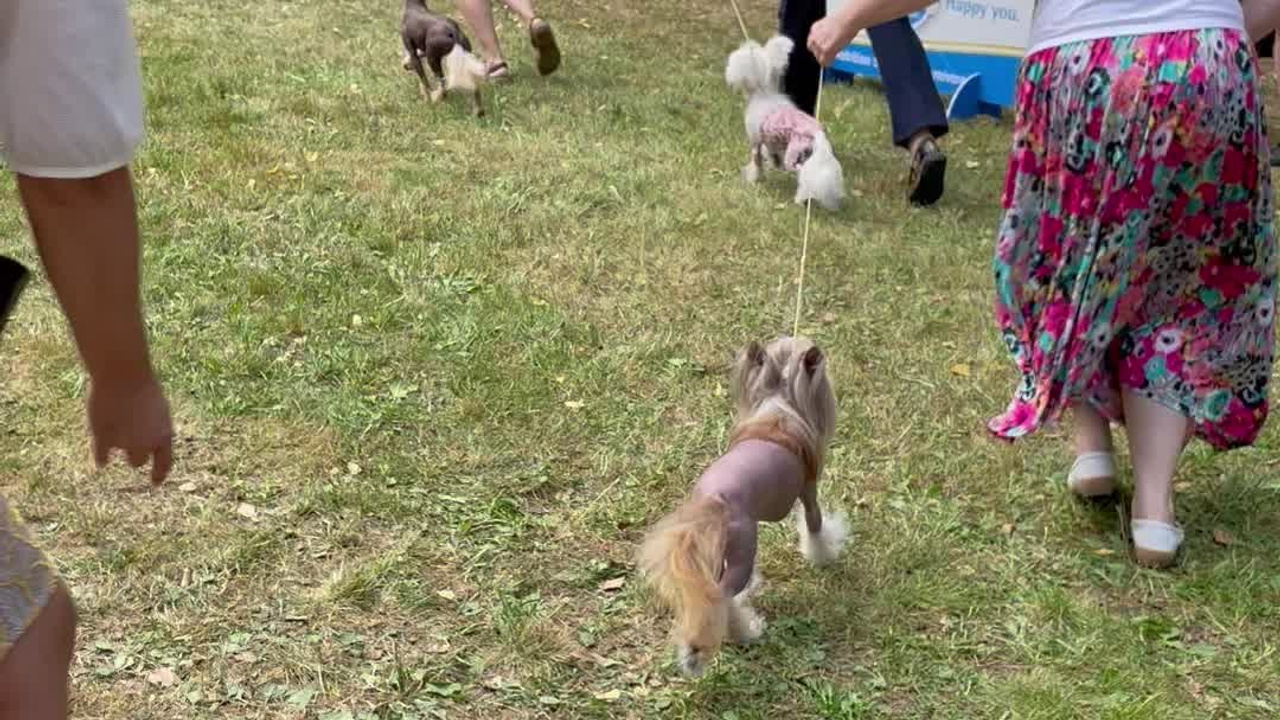 Poale Ell Chester. Питомник китайских хохлатых собак Poale Ell: купить щенка