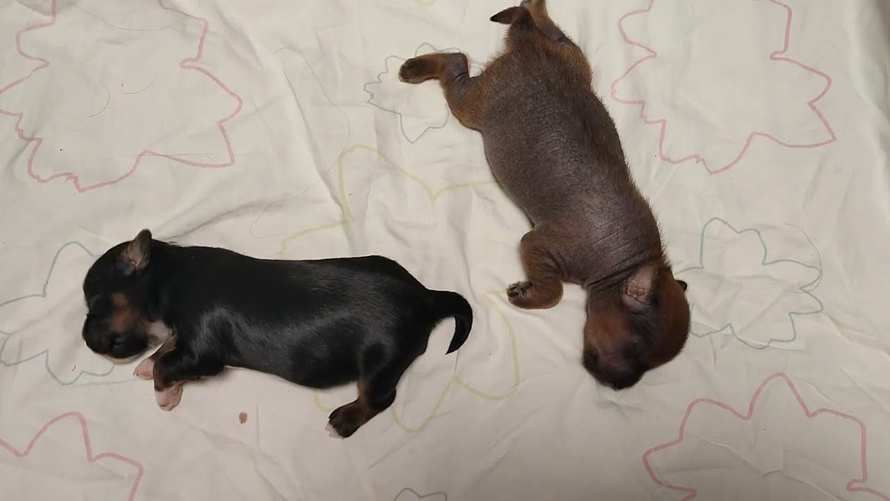 Помёт G. Питомник китайских хохлатых собак Poale Ell: купить щенка