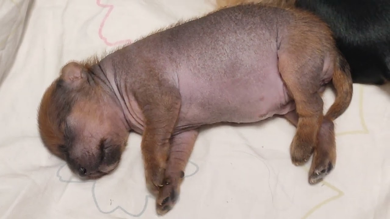 Помёт G. Питомник китайских хохлатых собак Poale Ell: купить щенка