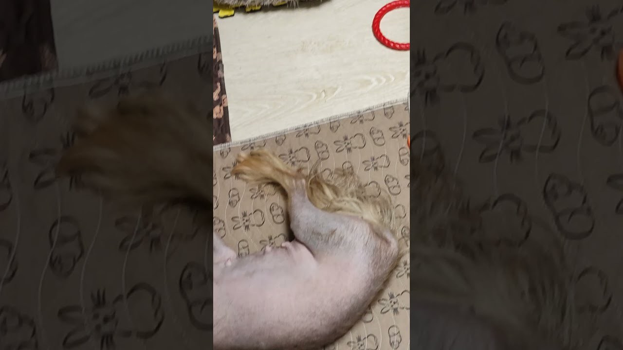 Помёт G. Питомник китайских хохлатых собак Poale Ell: купить щенка