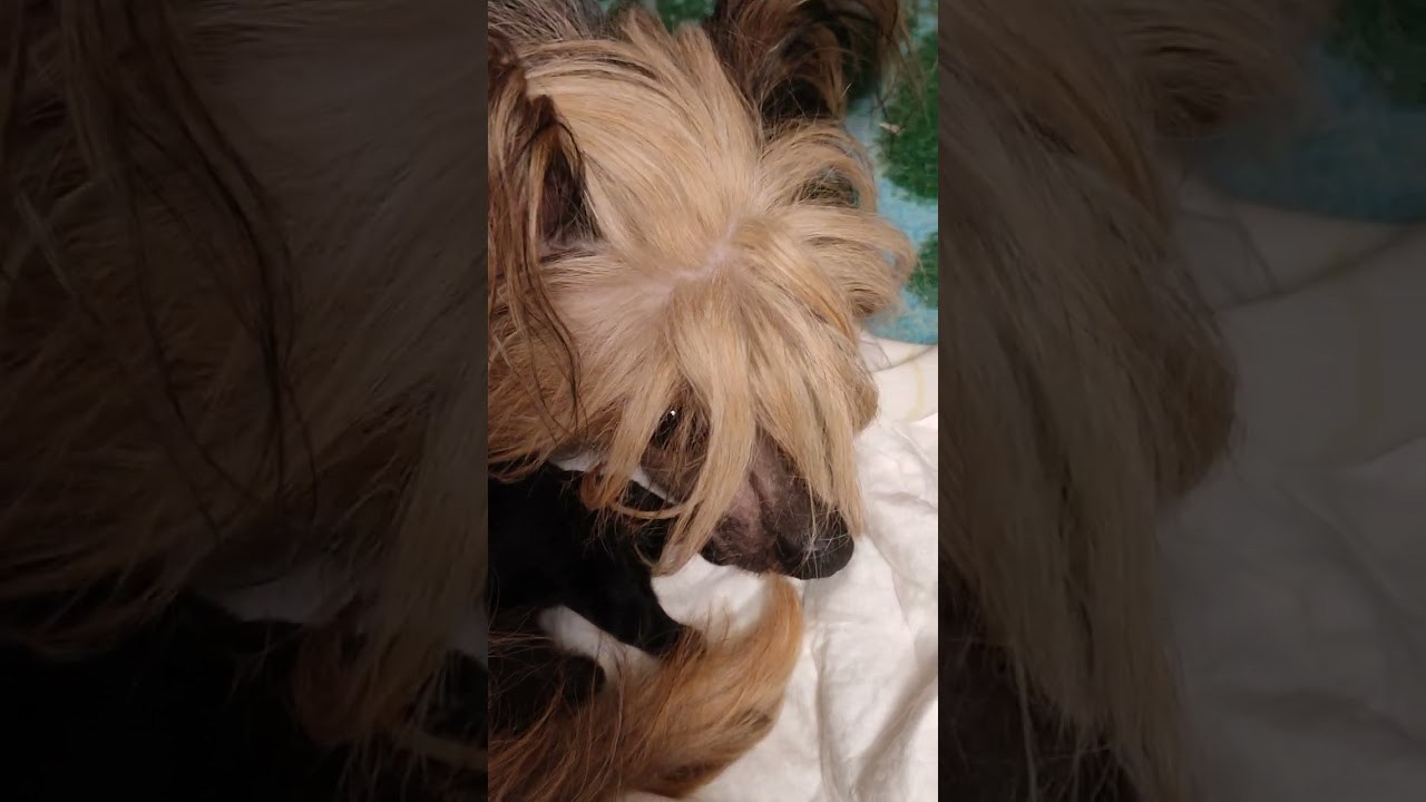 Помёт G. Питомник китайских хохлатых собак Poale Ell: купить щенка