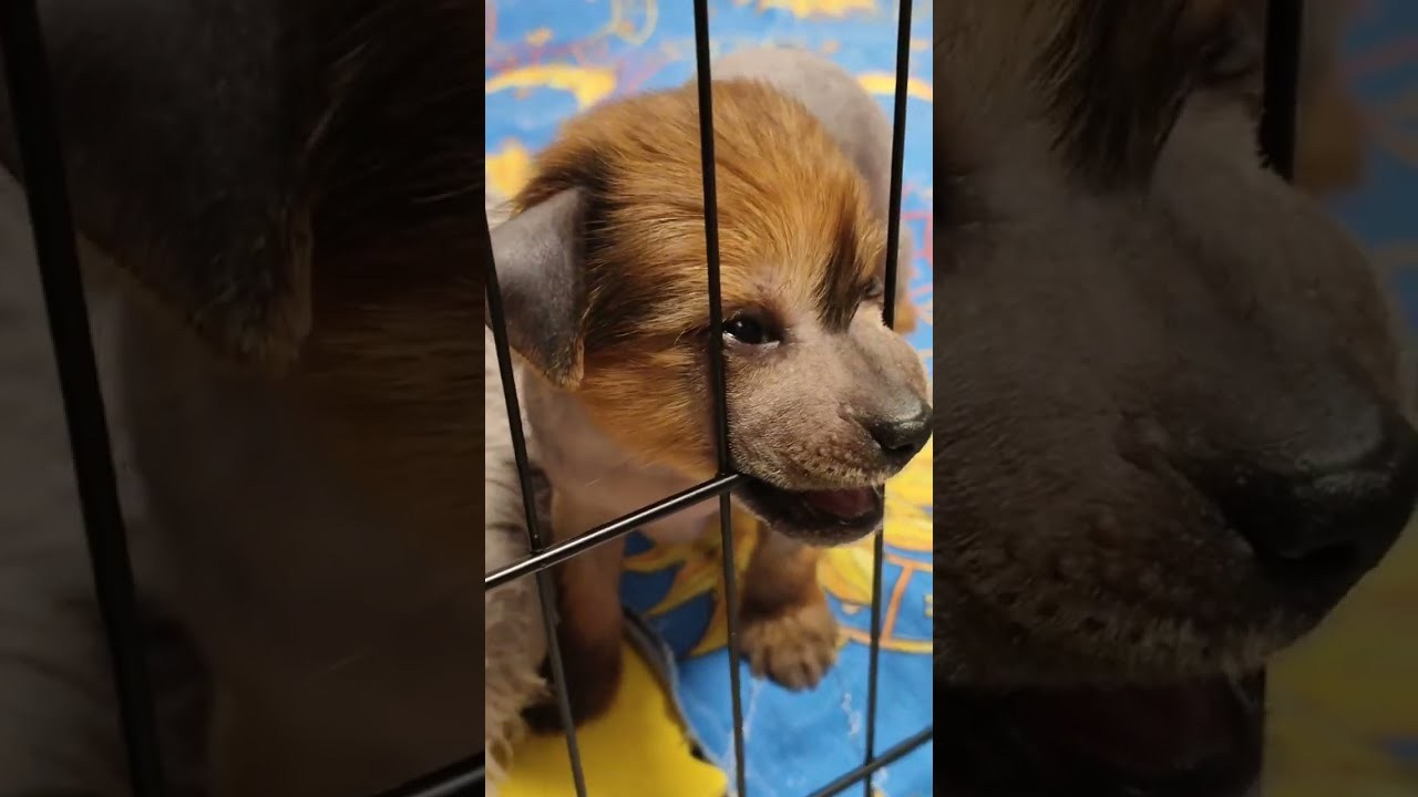 Помёт G. Питомник китайских хохлатых собак Poale Ell: купить щенка