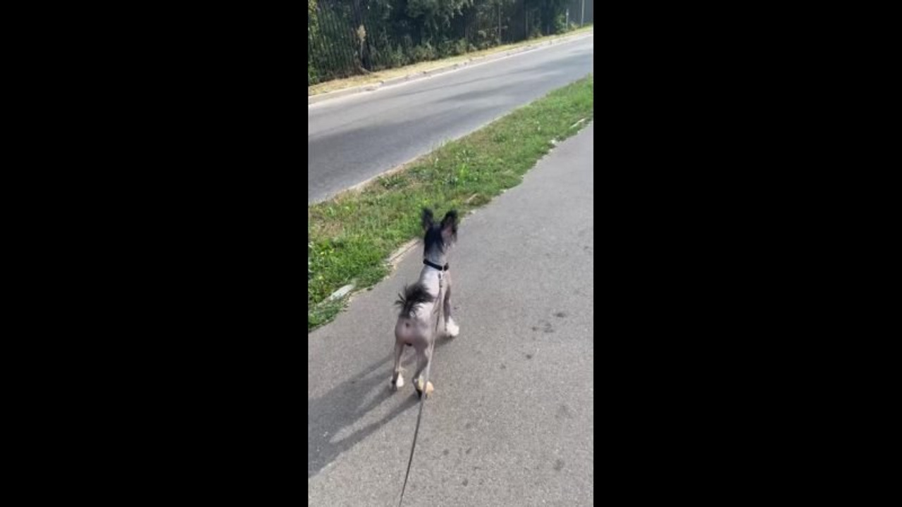 Poale Ell Vik. Chinese Crested Dog Kennel Poale Ell