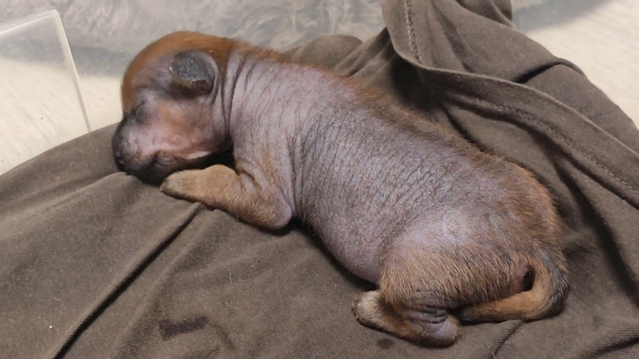 Помёт G. Питомник китайских хохлатых собак Poale Ell: купить щенка