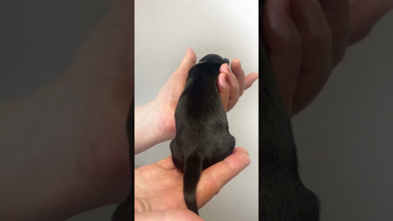 Помёт G. Питомник китайских хохлатых собак Poale Ell: купить щенка