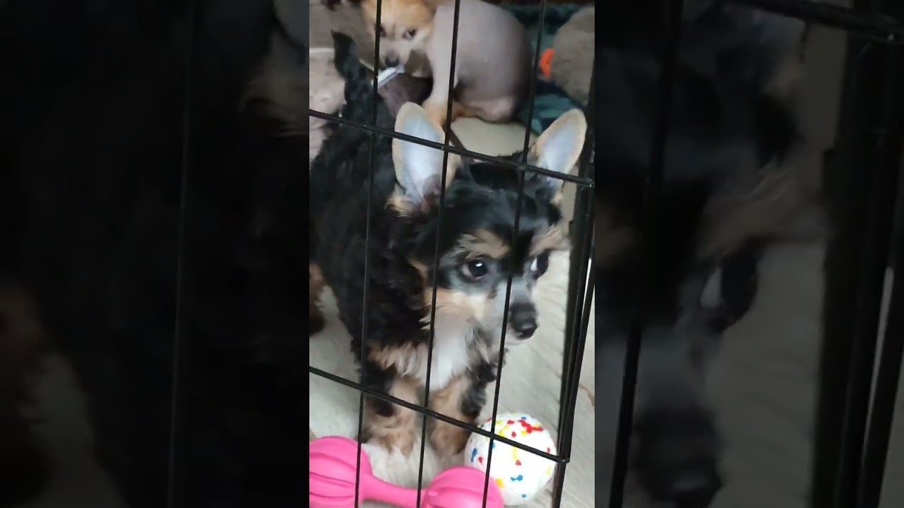 Poale Ell Grace. Chinese Crested Dog Kennel Poale Ell