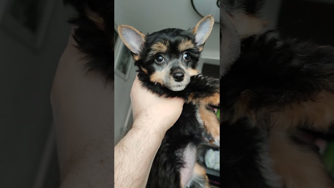 Помёт G. Питомник китайских хохлатых собак Poale Ell: купить щенка