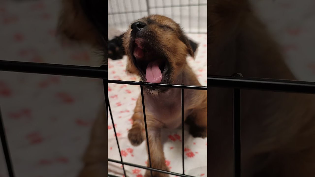 Помёт G. Питомник китайских хохлатых собак Poale Ell: купить щенка