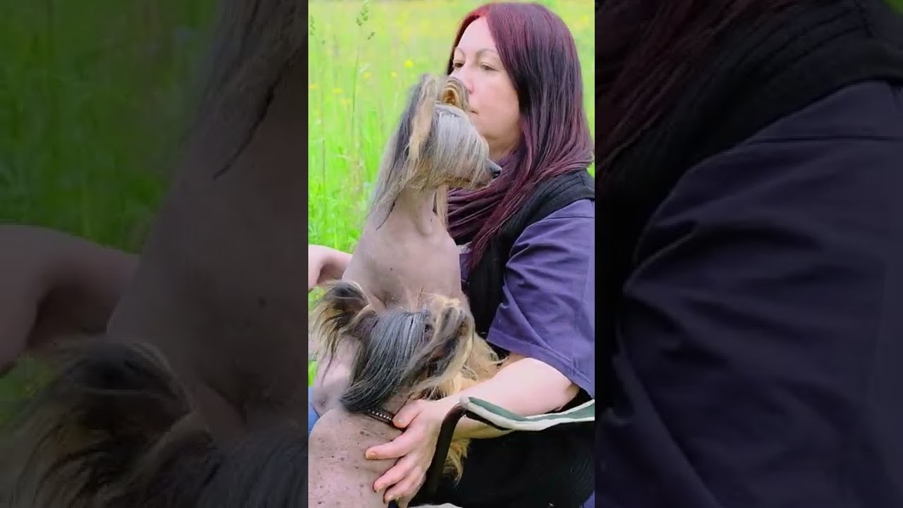 Poale Ell Adam. Питомник китайских хохлатых собак Poale Ell: купить щенка